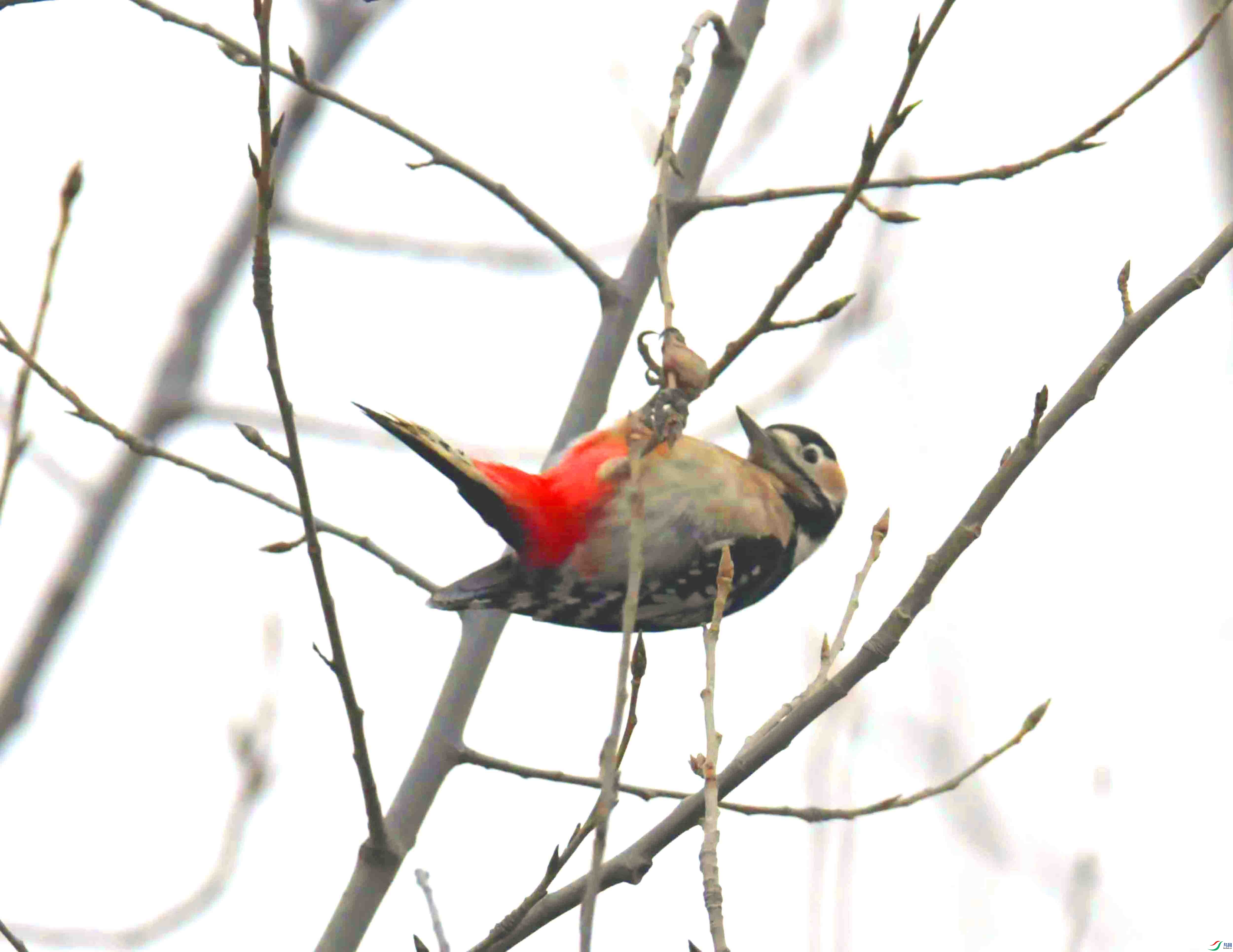 DSC_9163.JPG