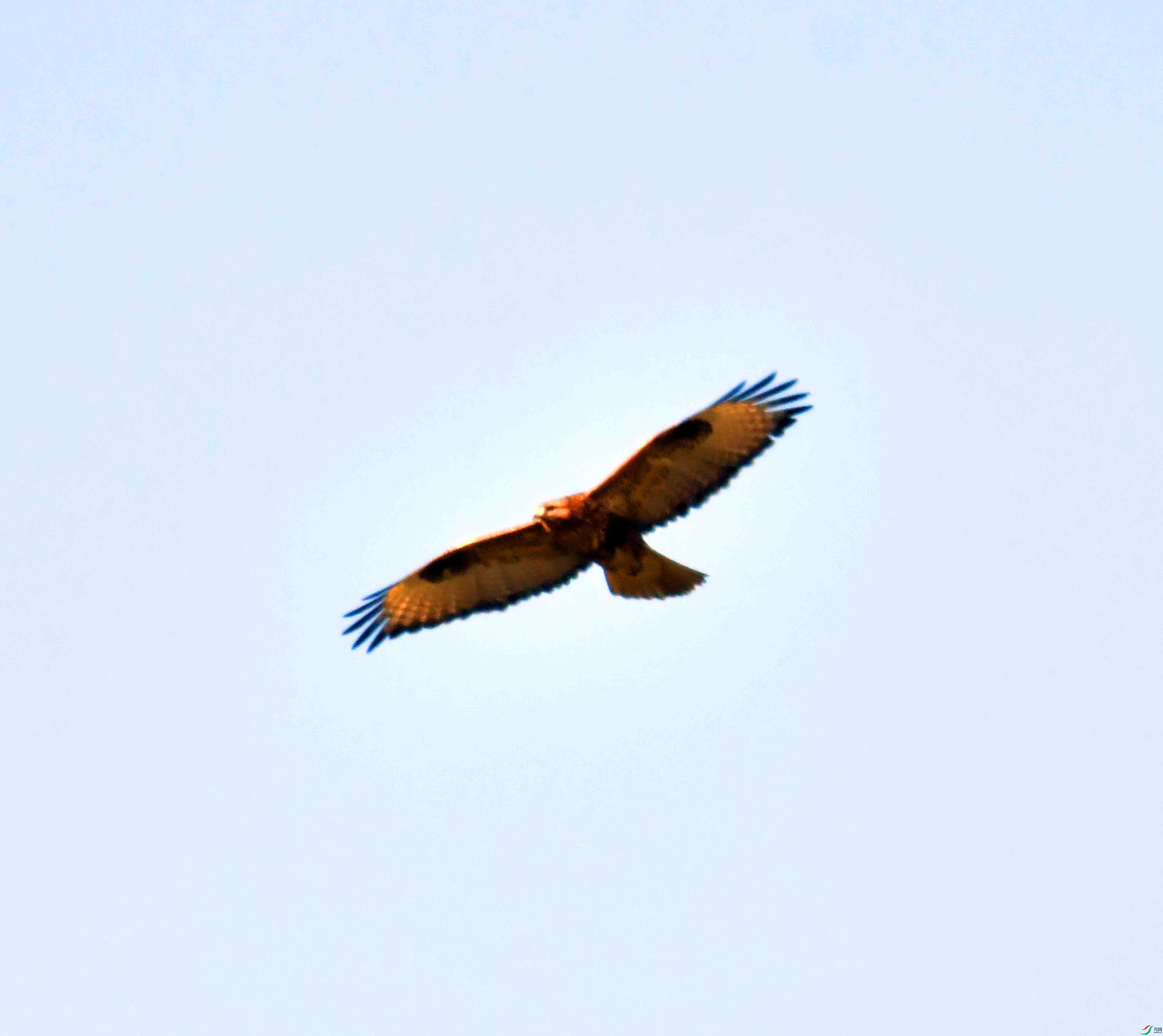 DSC_0335.JPG