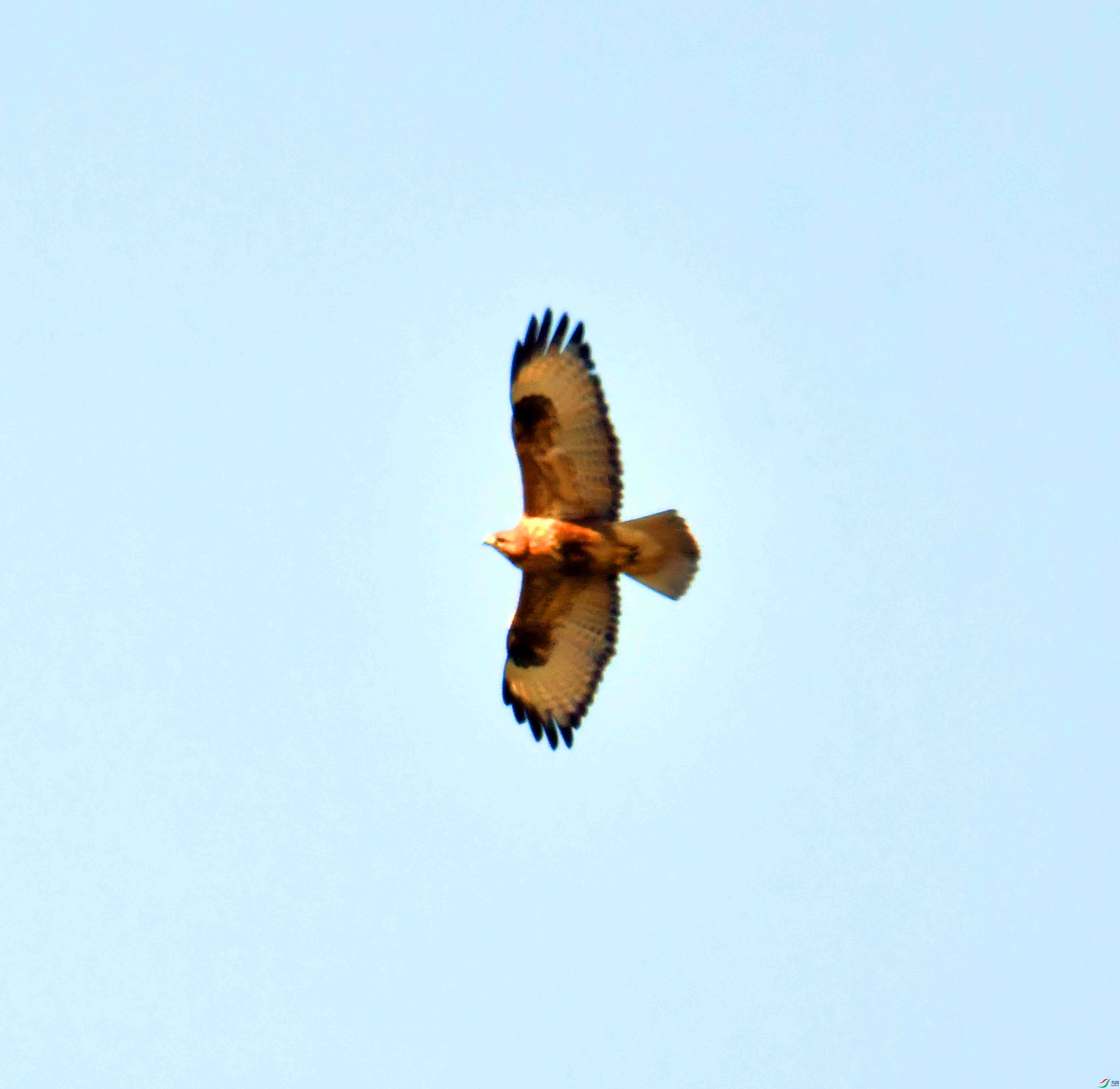 DSC_0338.JPG
