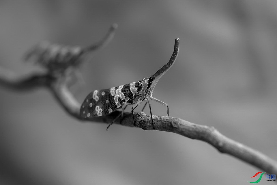 DSC_6288.JPG