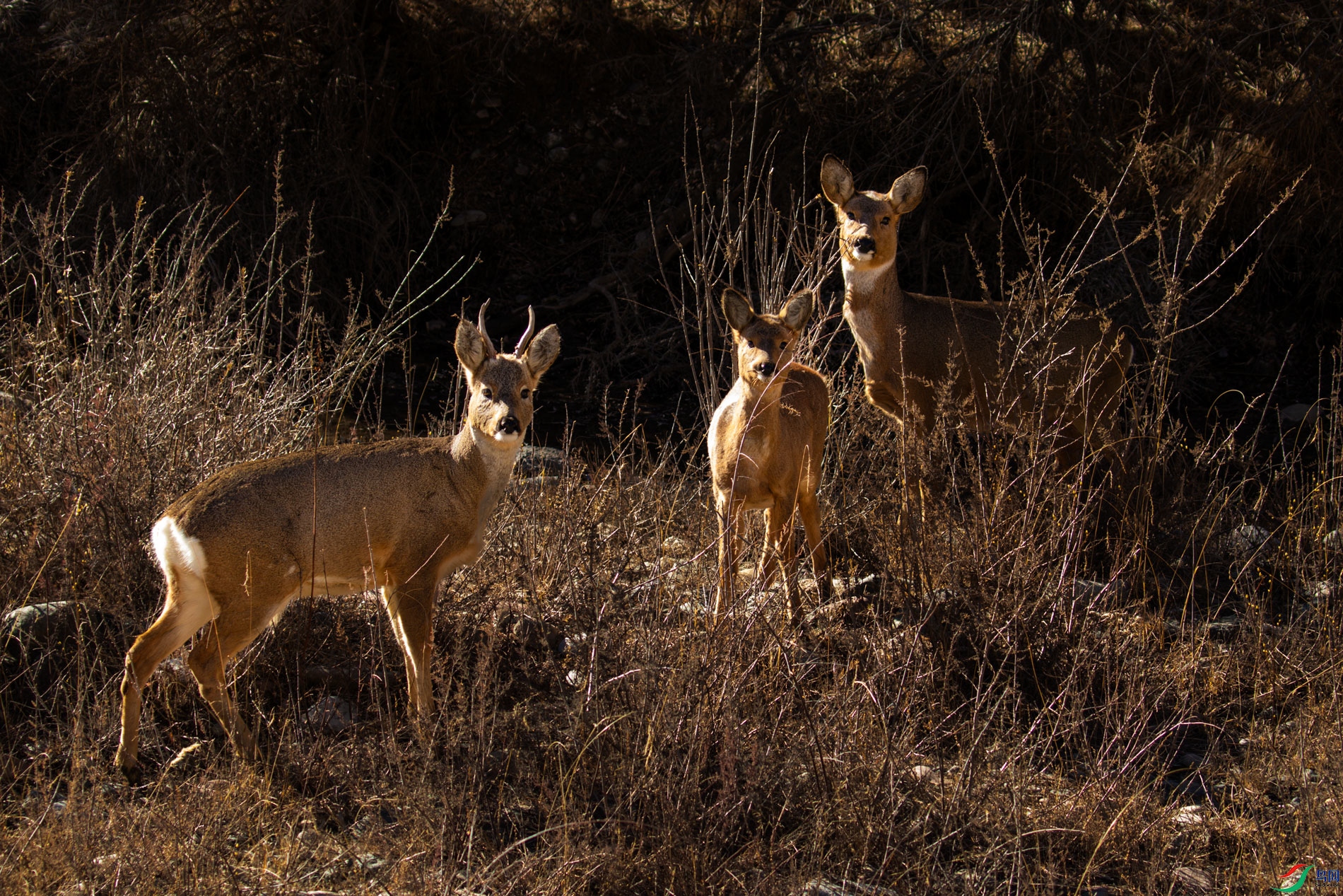 _00A7333-CR2_DxO_DeepPRIMEXD-1.jpg