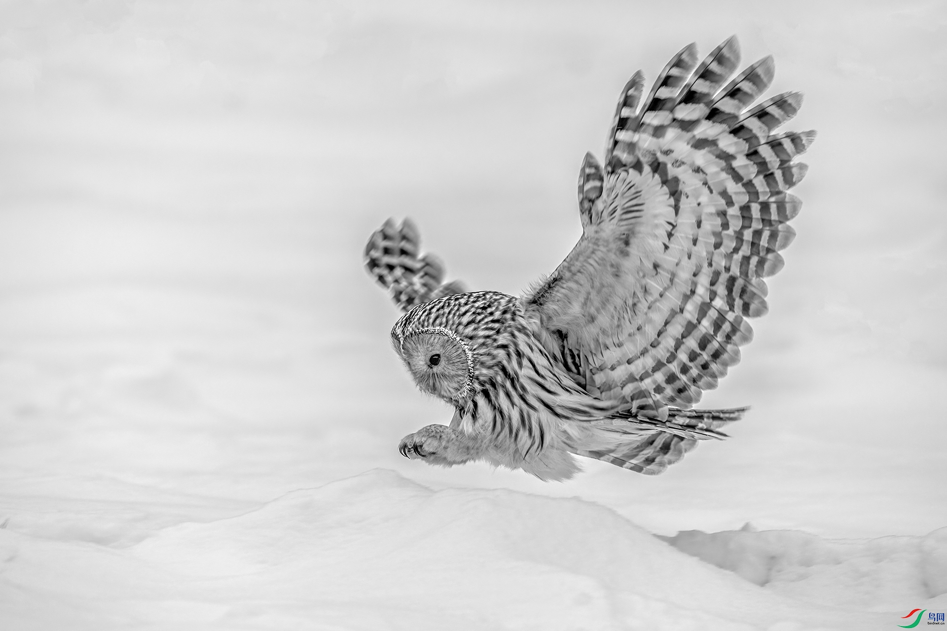 ��β���^001ѩ����ʳ_����.jpg