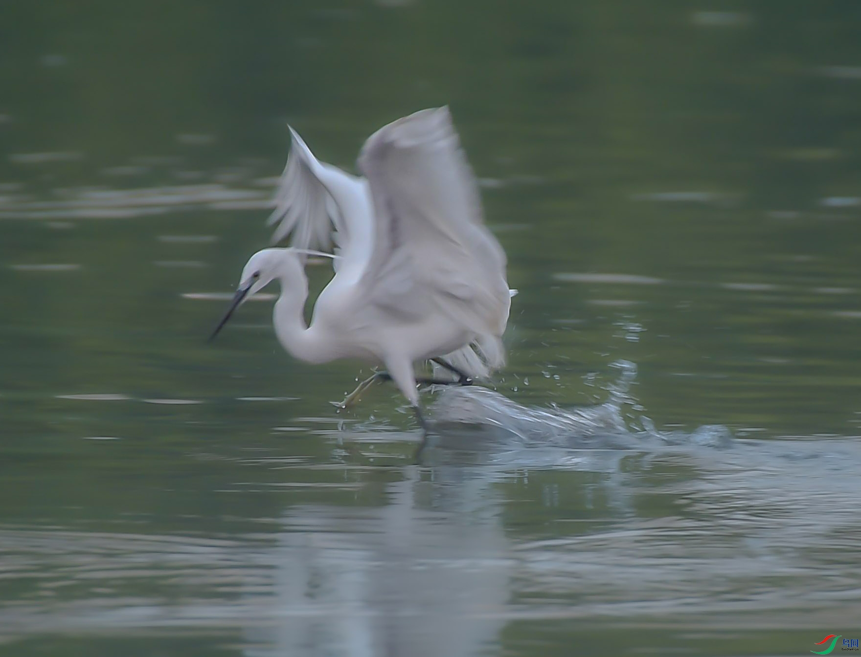 DSC_5243---���� - ����.jpg