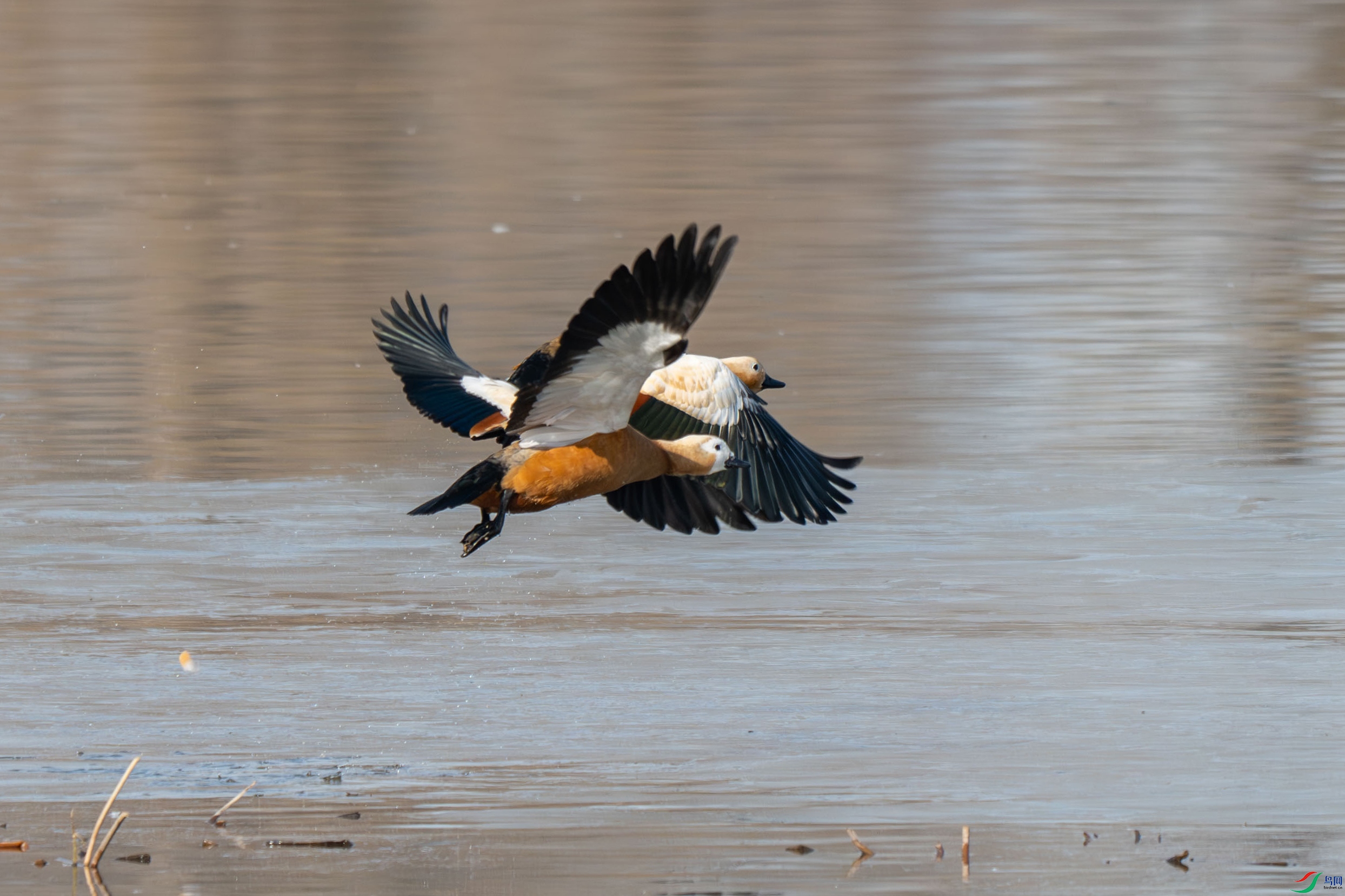 DSC_0043.jpg