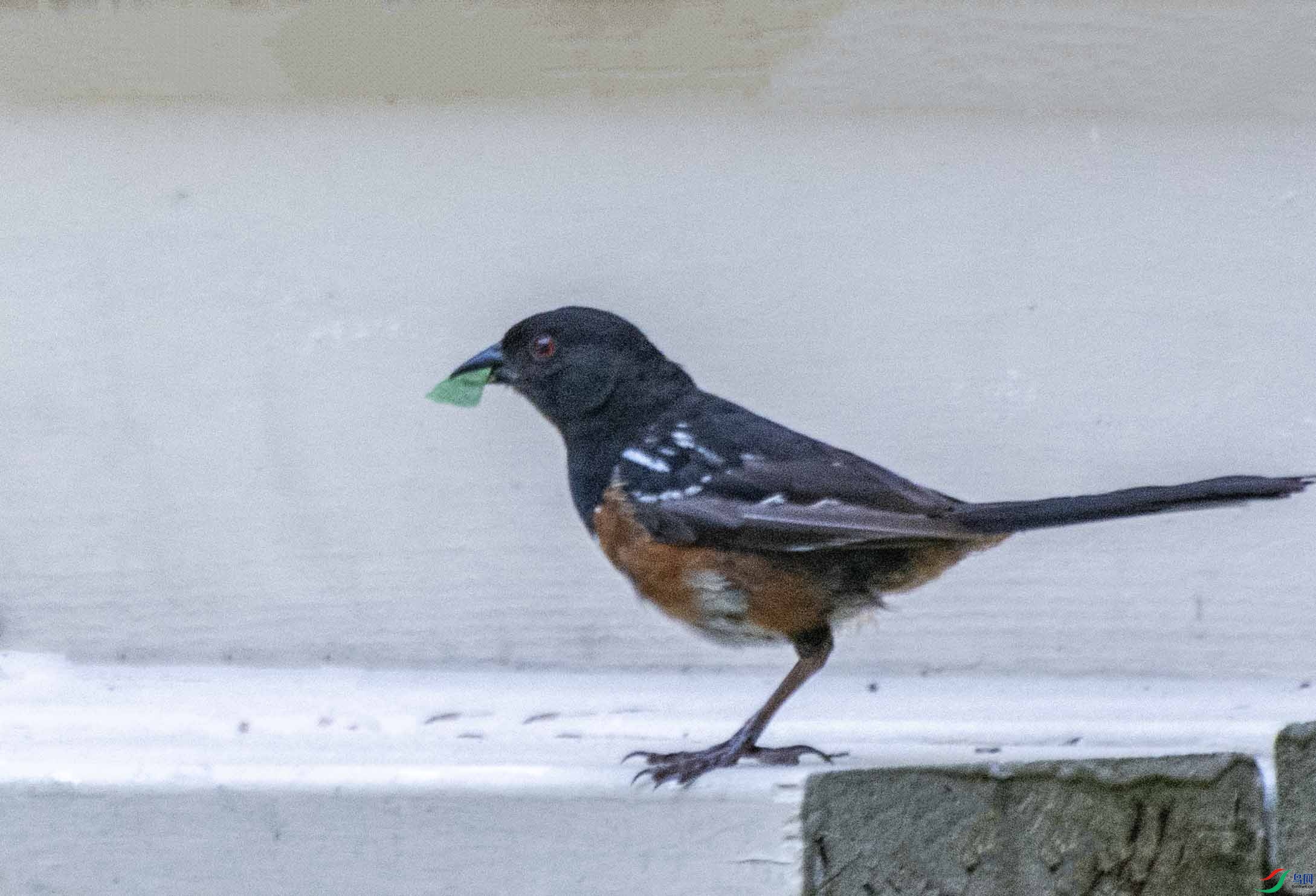 DSC_0300 ����.jpg