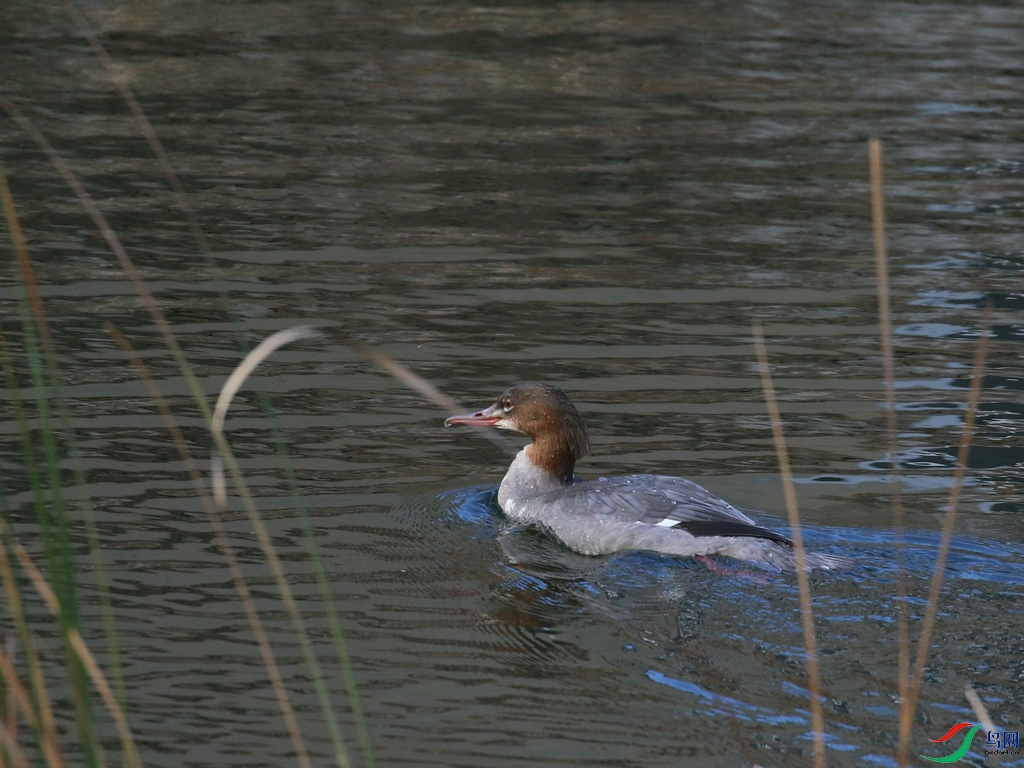 DSC20241117772.jpg
