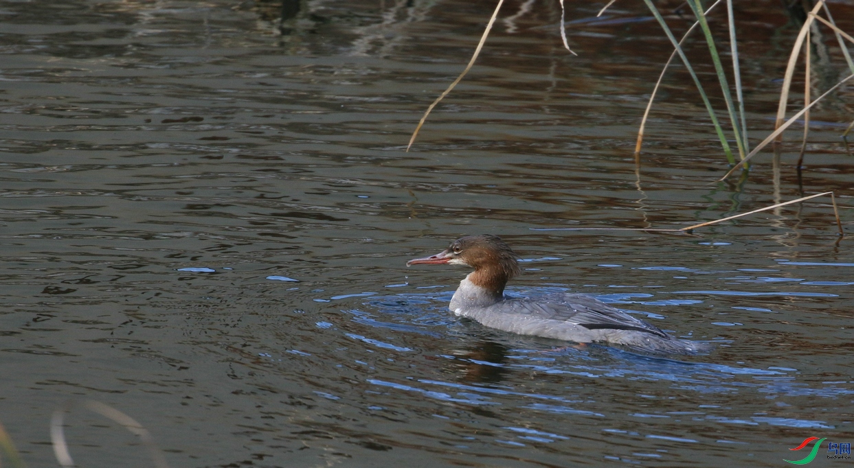 DSC20241117763.jpg