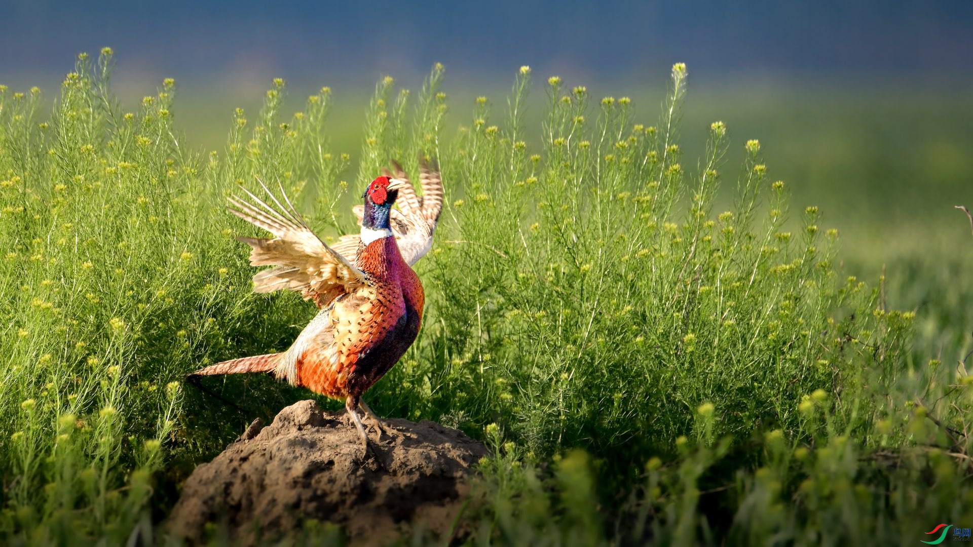 1_XXL9431 ���� 2.jpeg