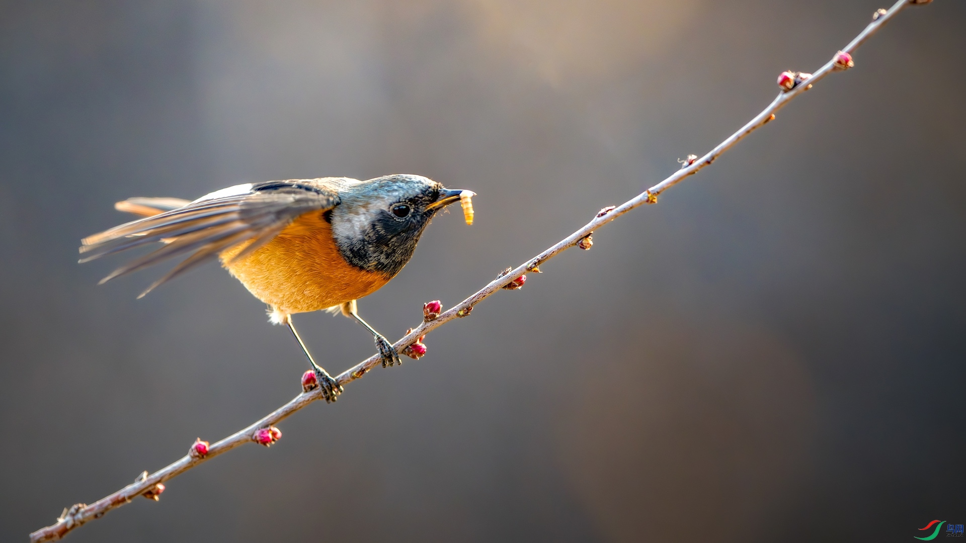 1-4_XXI5768-����ǿ-NR ���� 2.jpeg