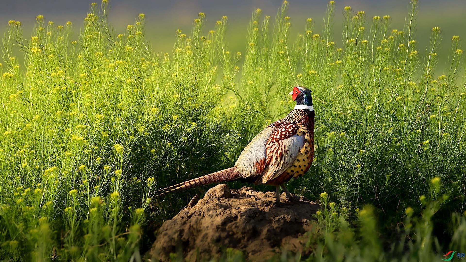 1-4_XXL9406 ����.jpeg