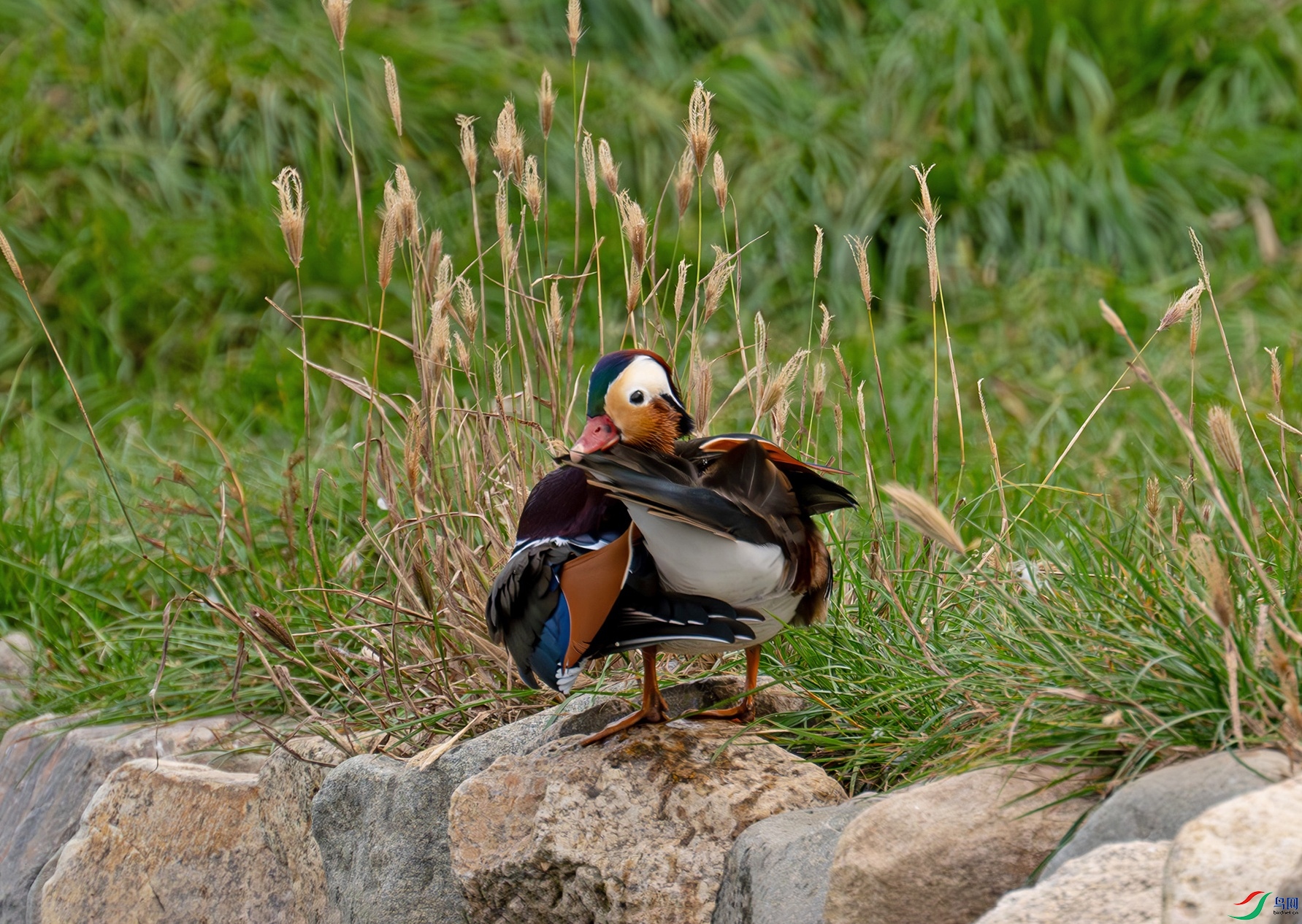 DSC_2642f.jpg