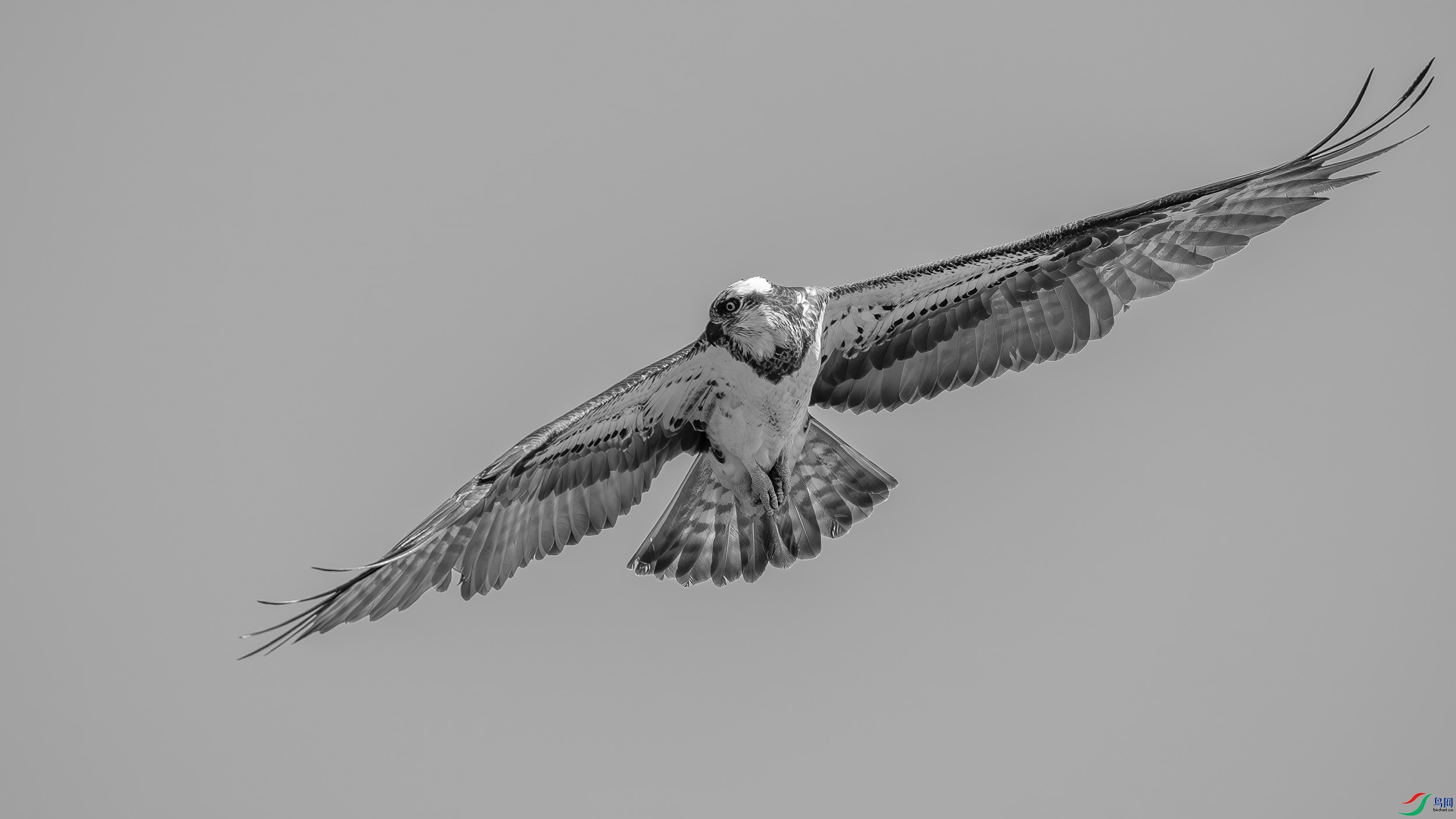 DSC00373-h.jpg