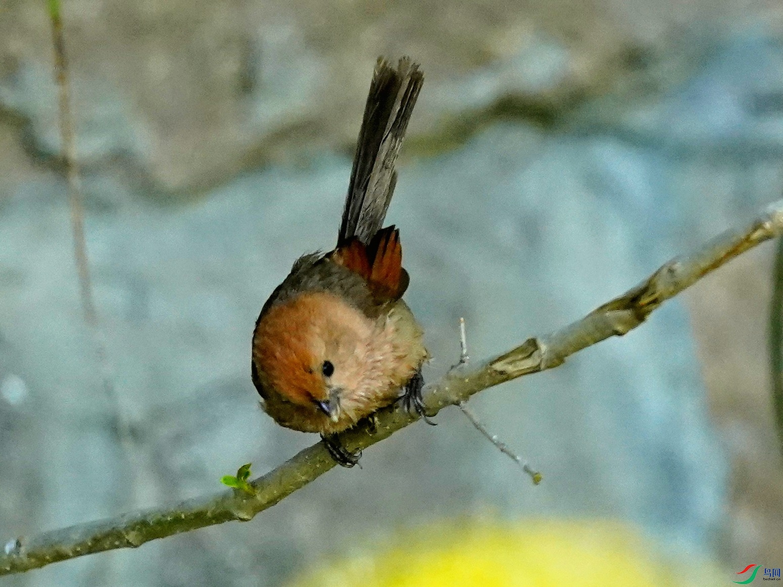 DSC03588-2022-5-5.JPG