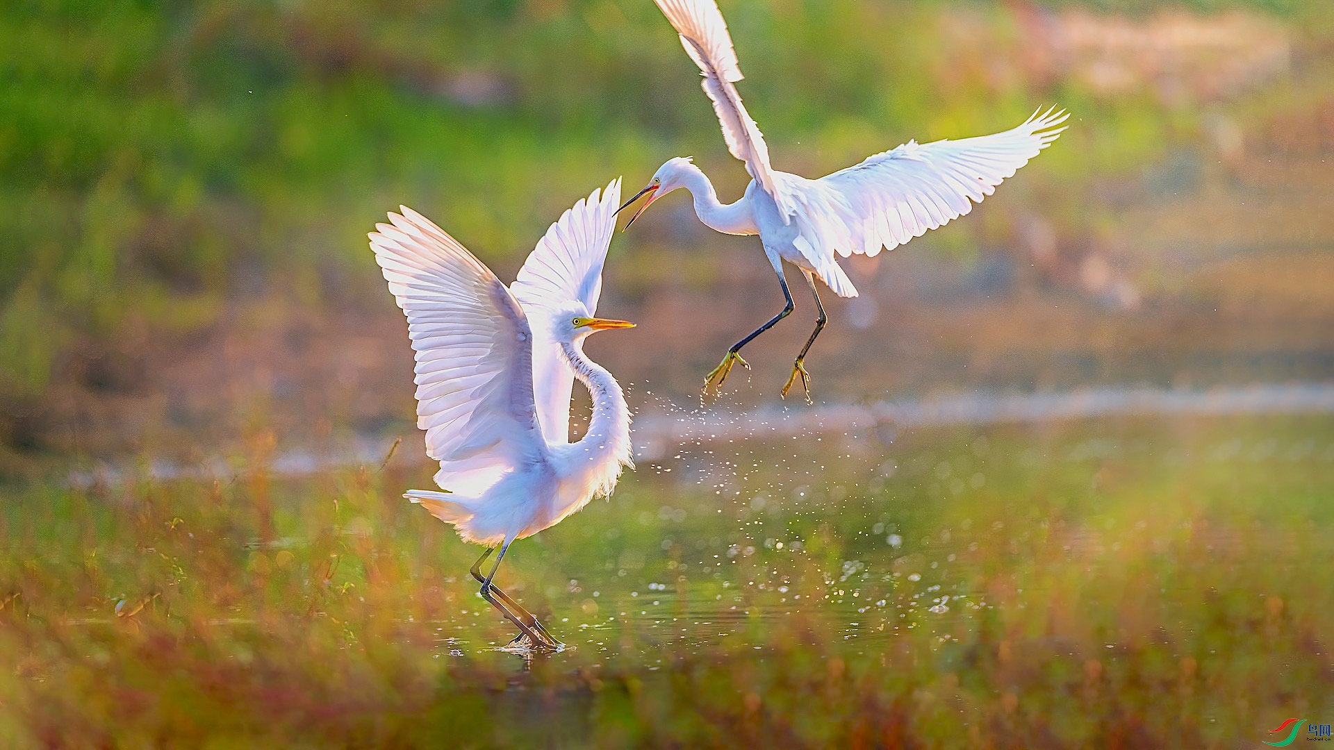 11-5XXL_3718-1 ���� 3-1.jpeg