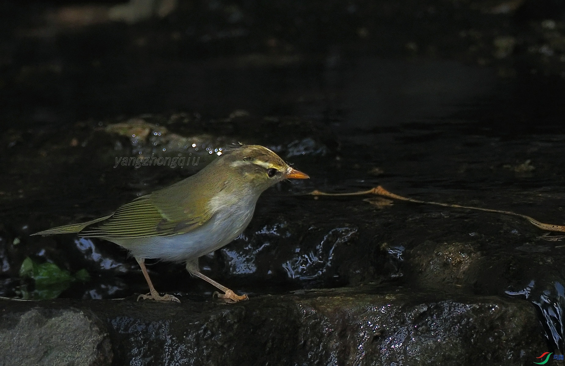 �ձ�����ݺ