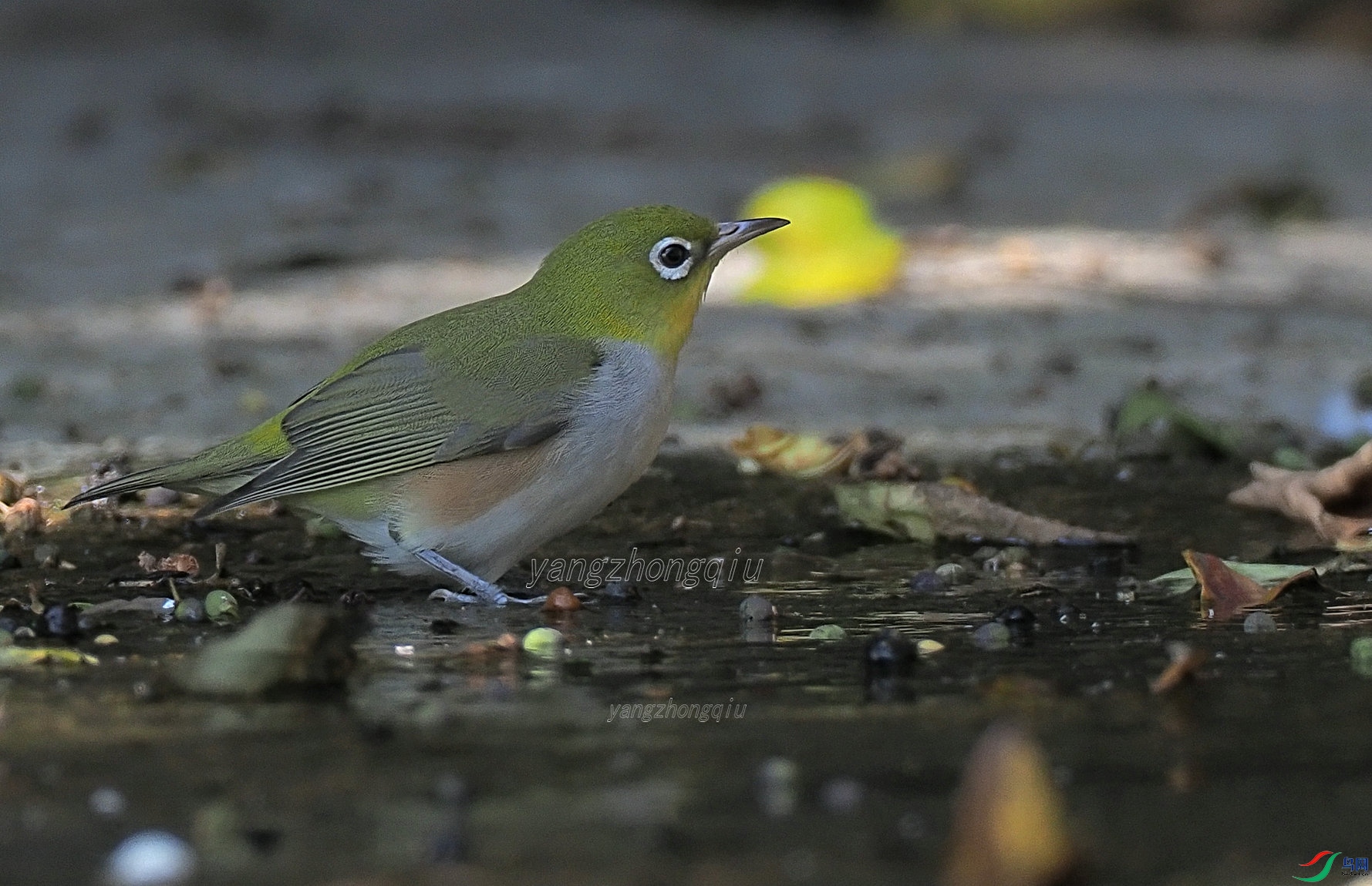 ��в����