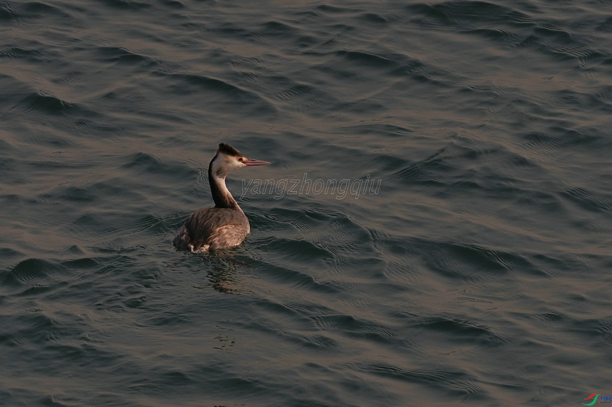 ��ͷ����