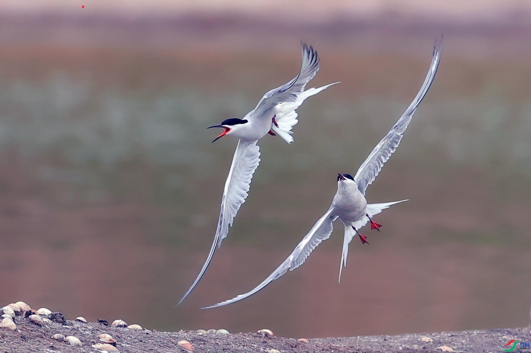 ÿ�ռ��� ˫�� ���� ���� ����.jpg