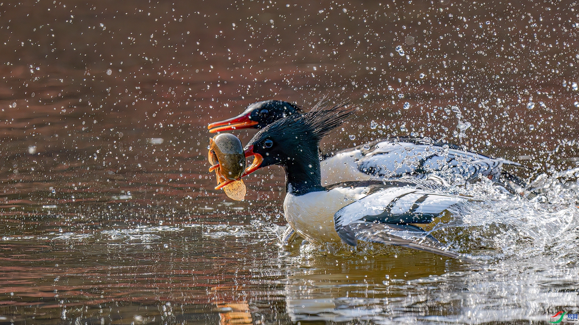 ����һ�� ���� ľ�� �ܶ�.jpg