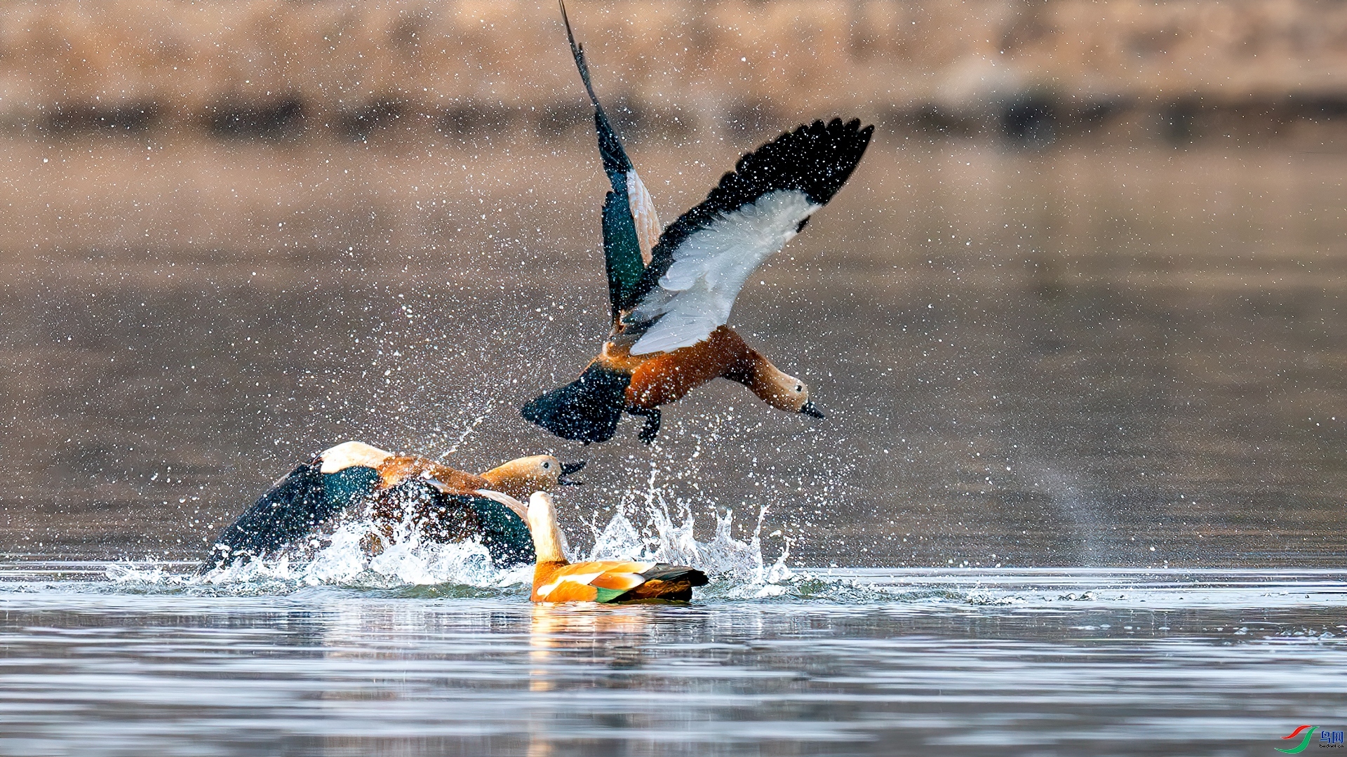 �����ս ���� �������� ����.jpg