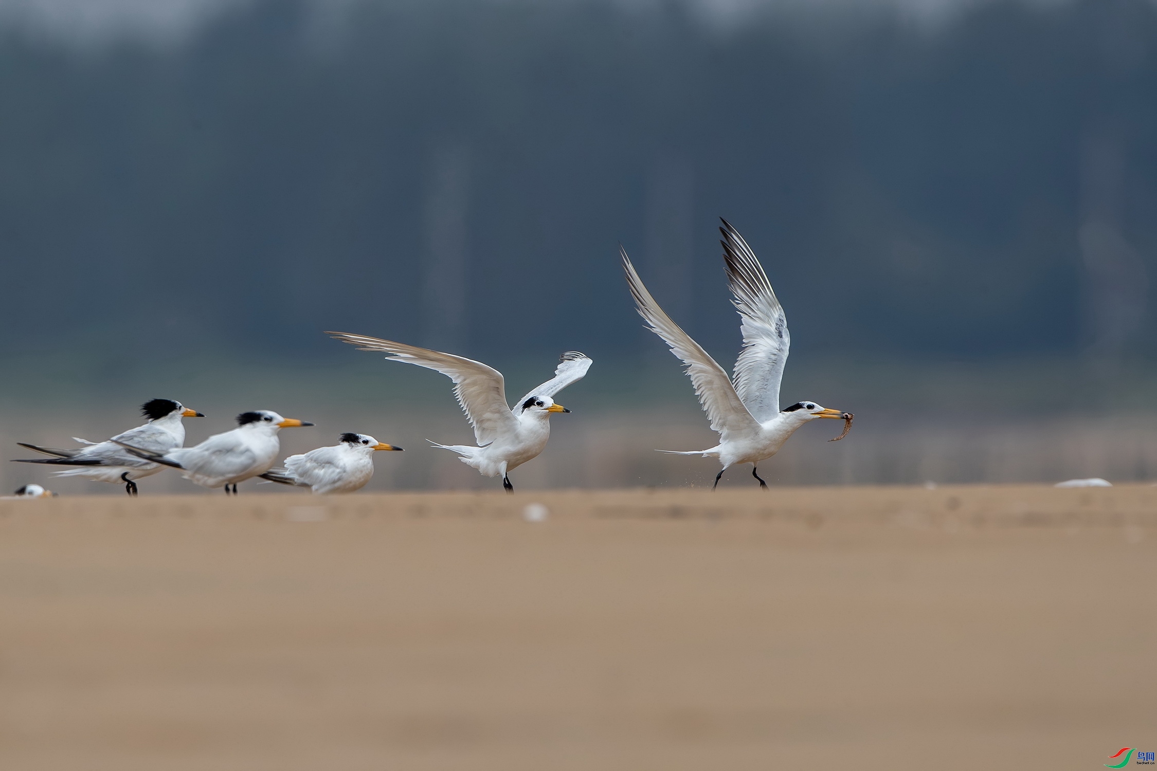 �л���ͷ��Ÿ ���� ��ʯ  ����.jpg