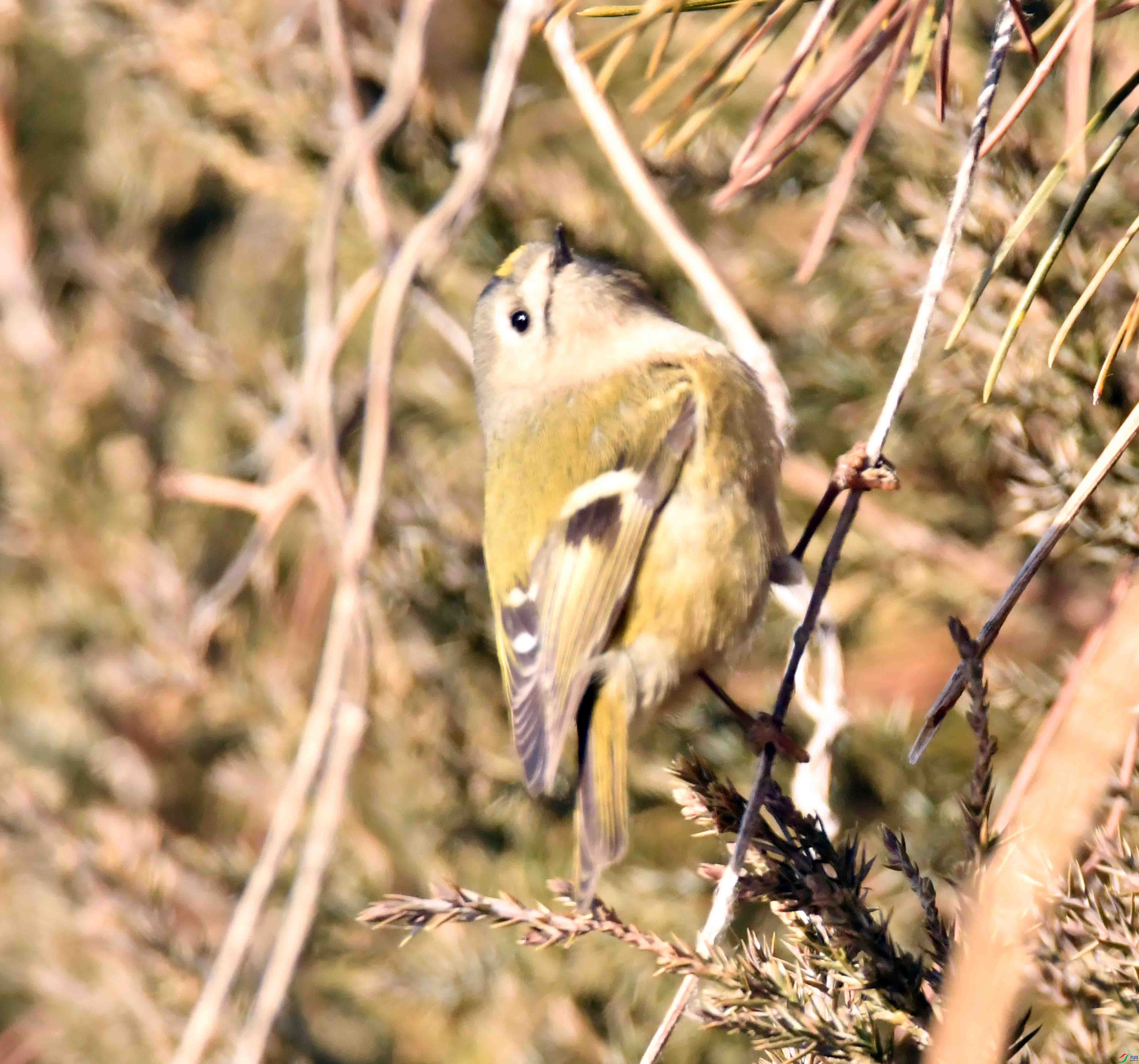 DSC_0254.JPG