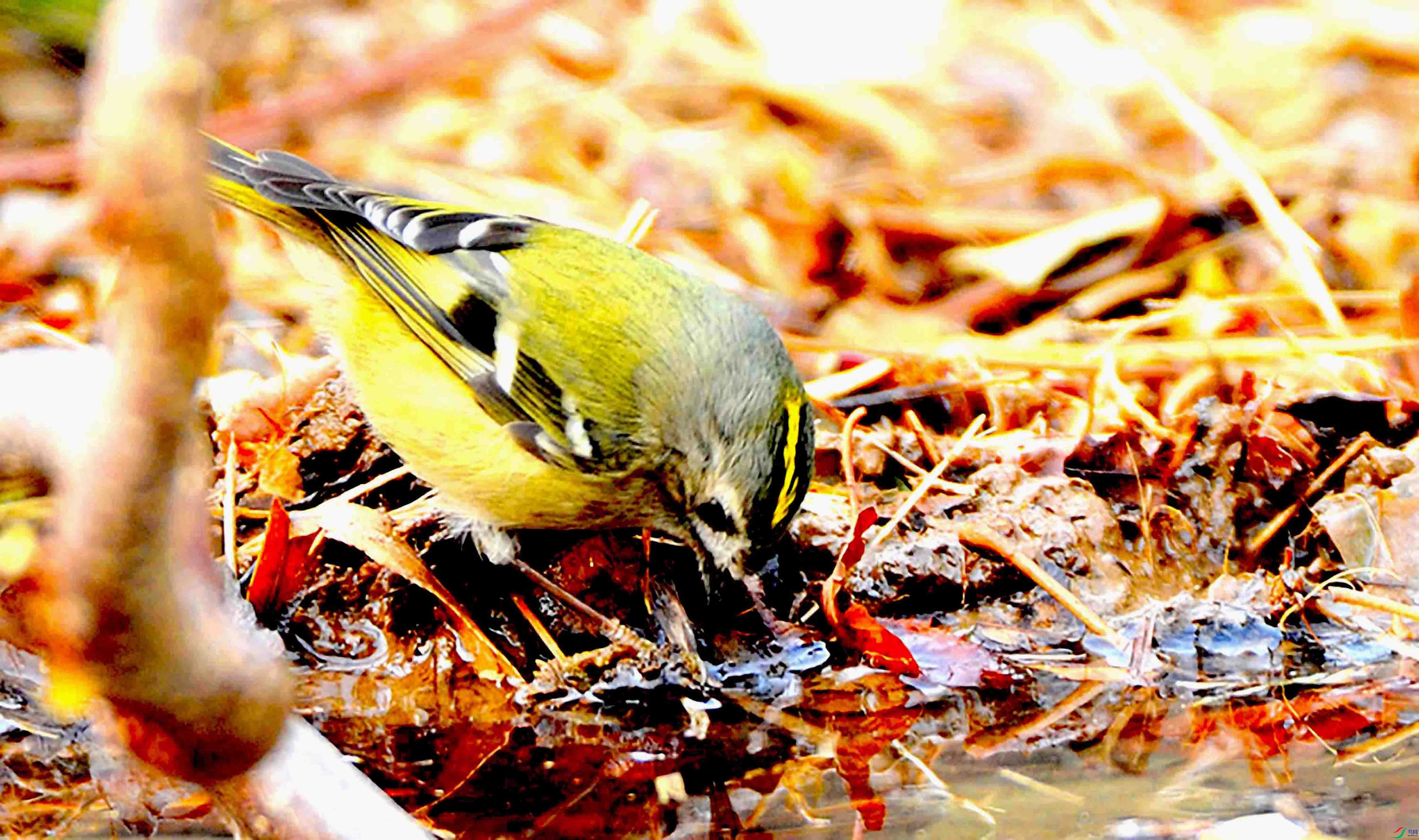 DSC_0323.JPG