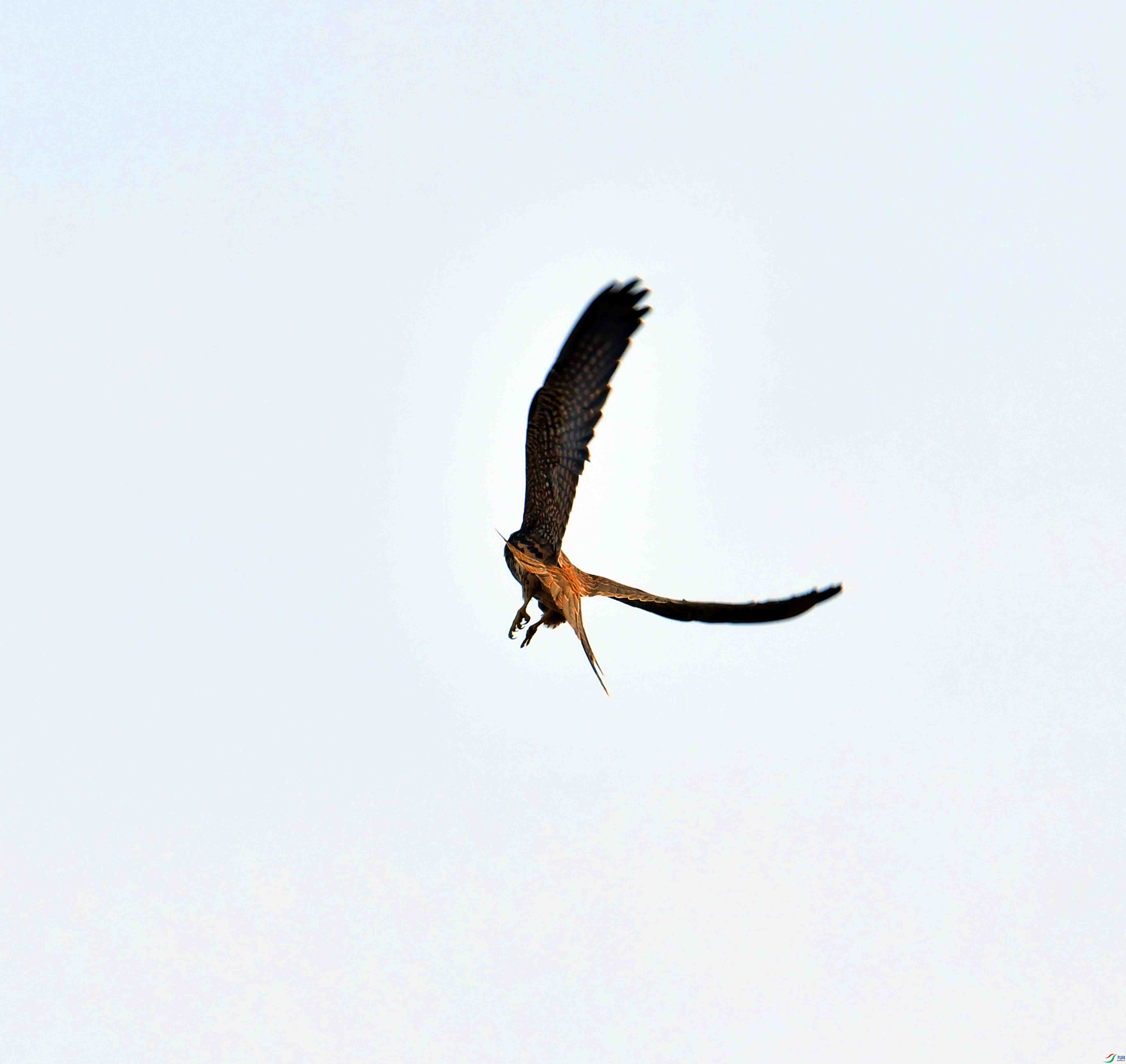 DSC_0131.JPG