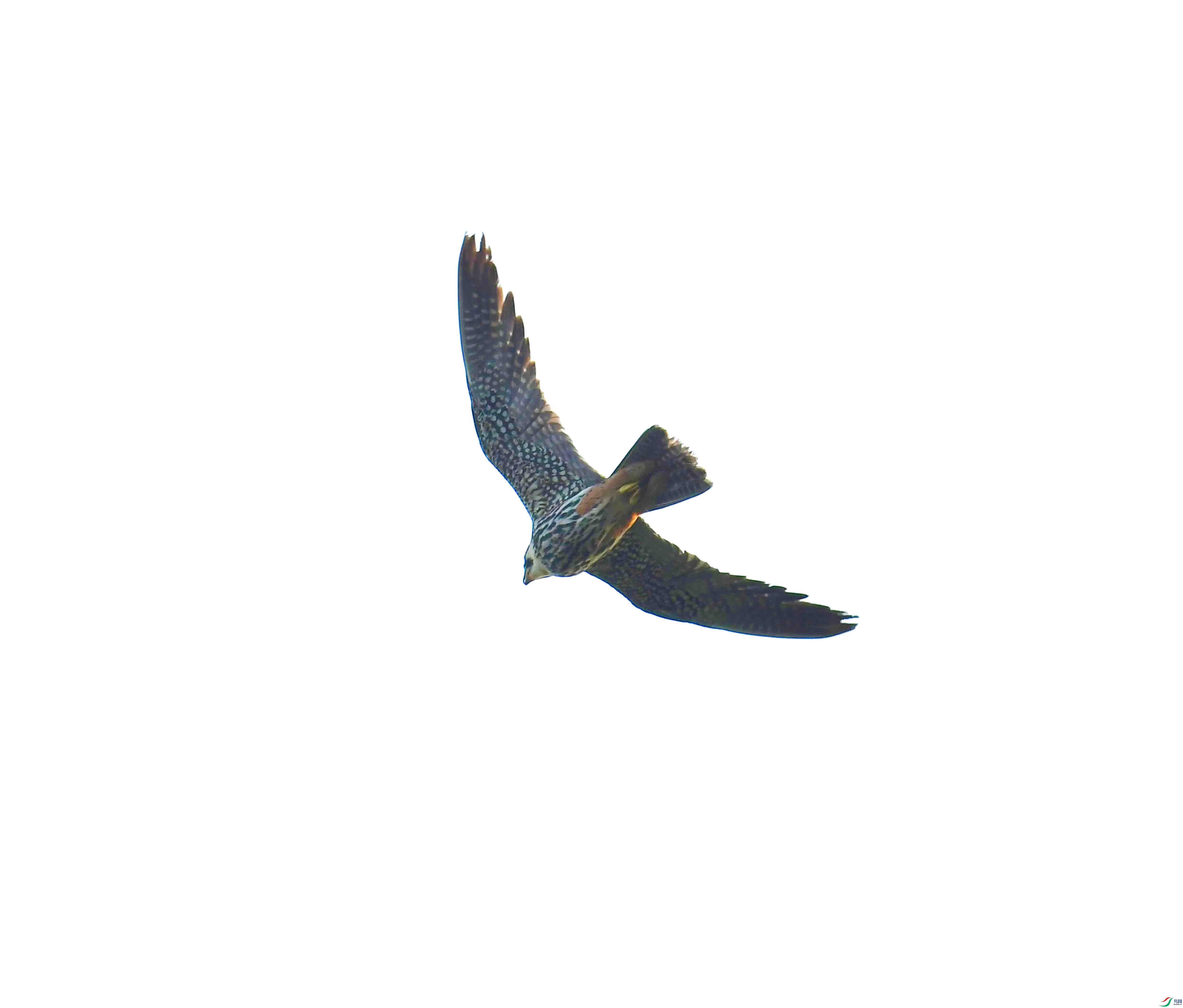 DSC_0121.JPG