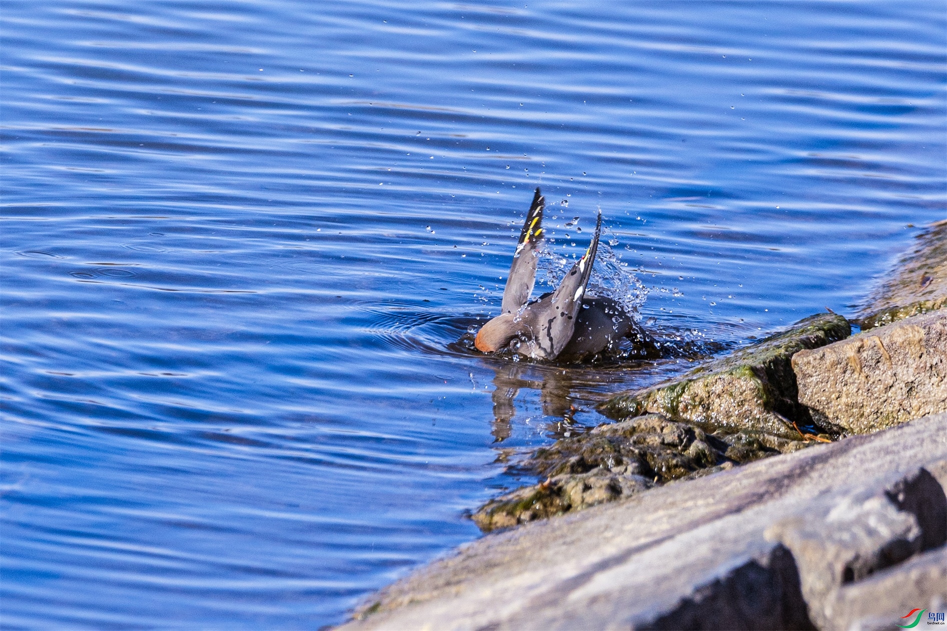 1K3A0132 ����1.jpg