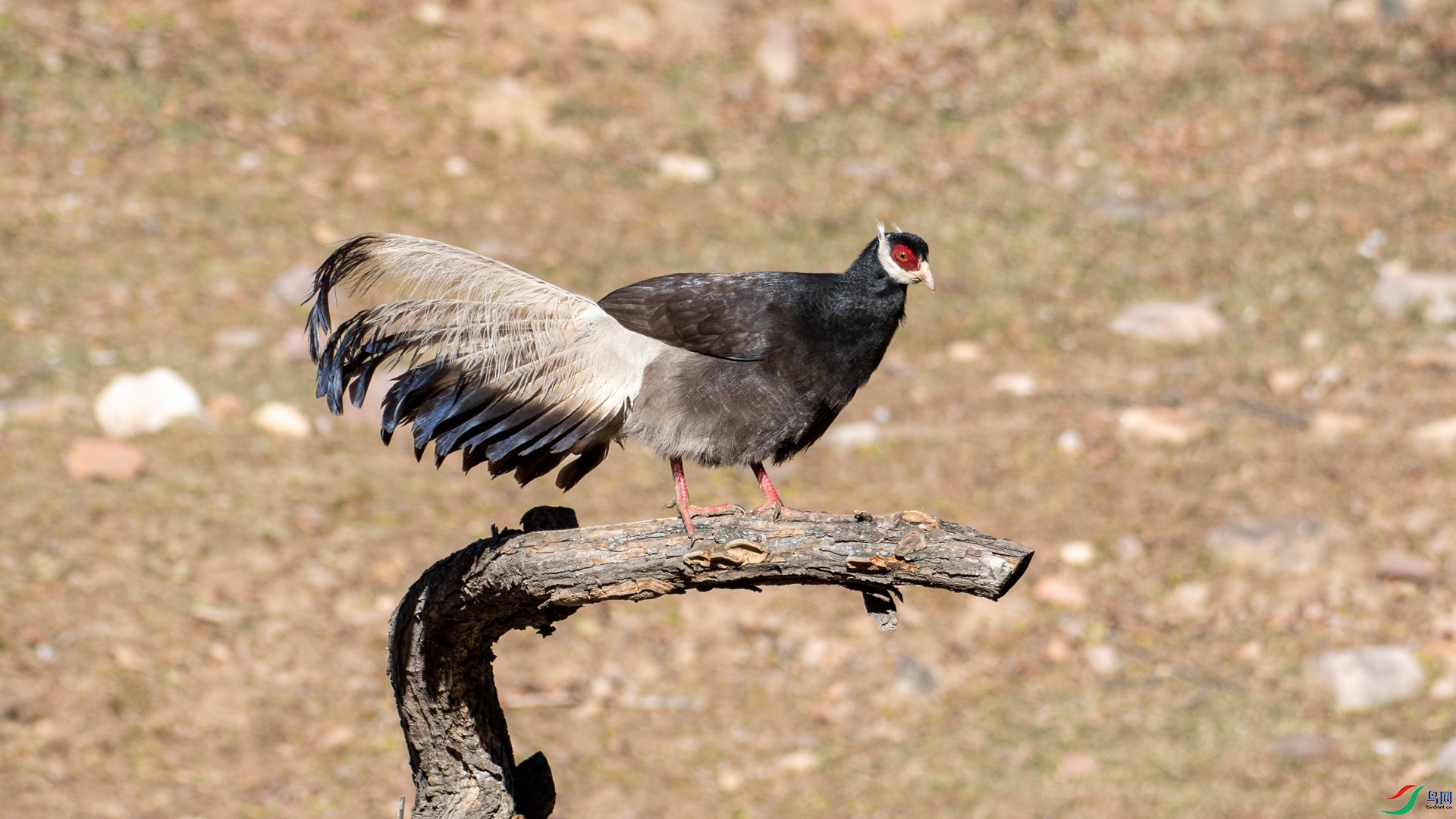 DSC_6275.jpg