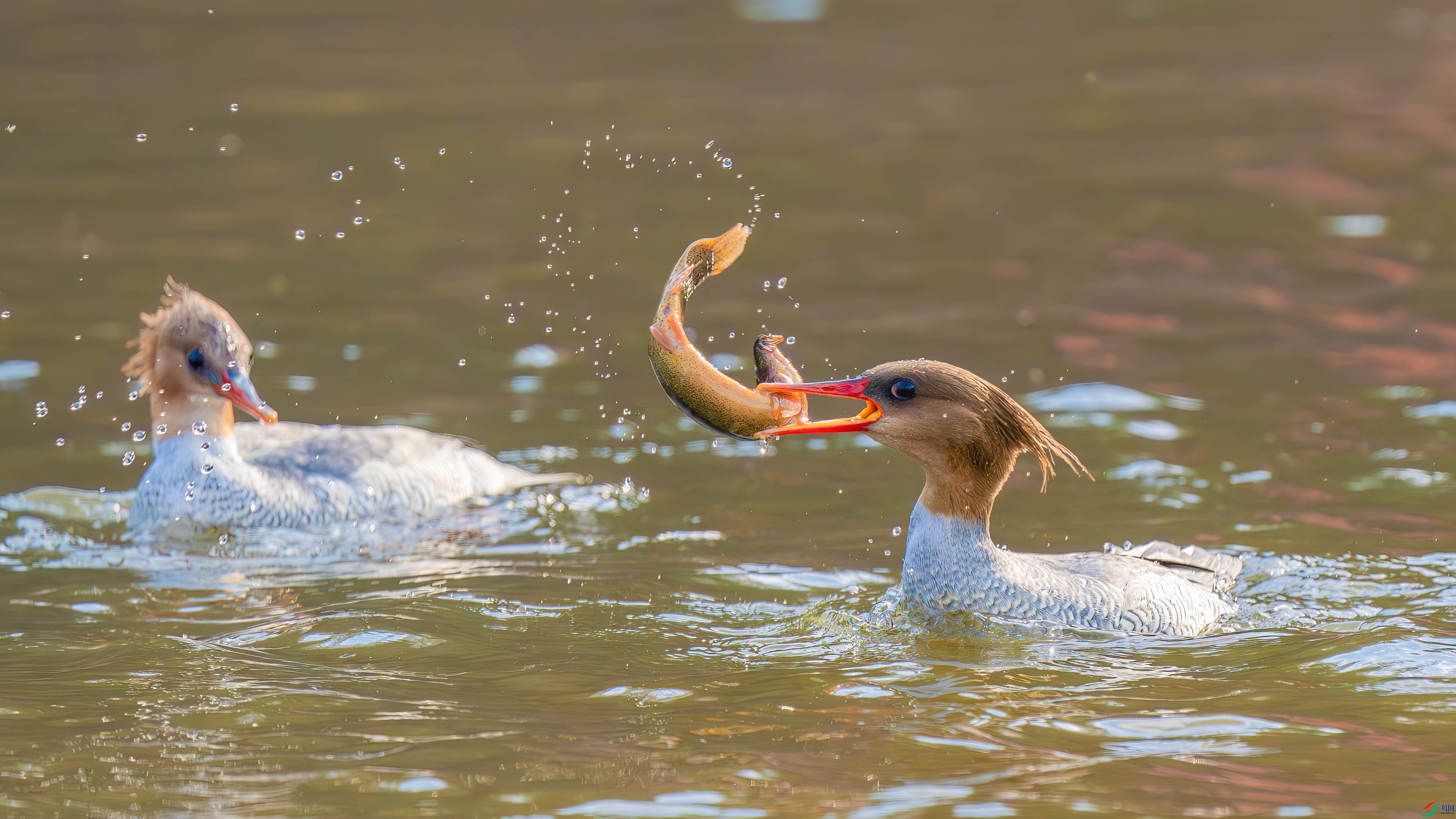 DSC01639-����ǿ-NR ���� 2.jpg