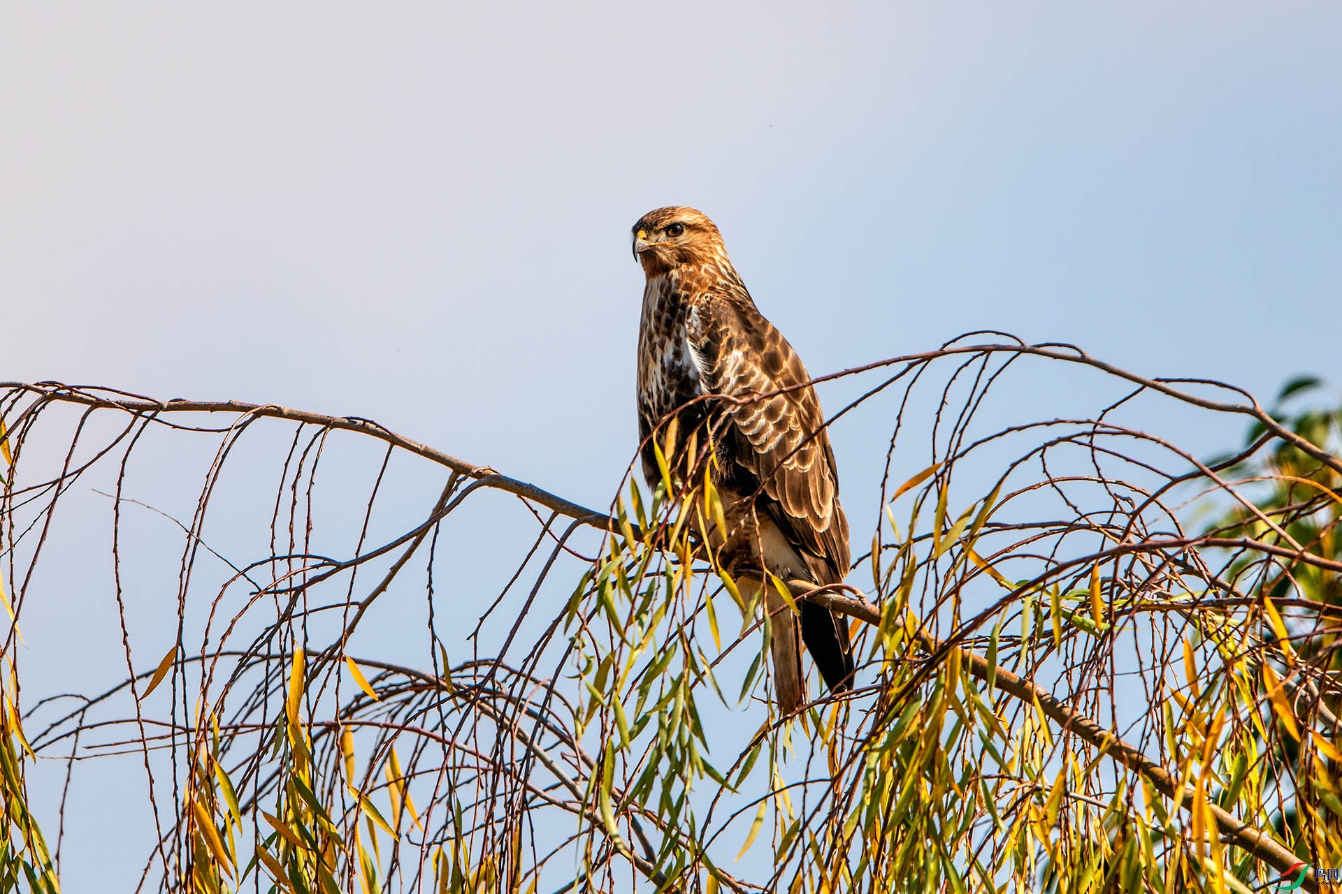 ��_AUU2808��ϲɽ