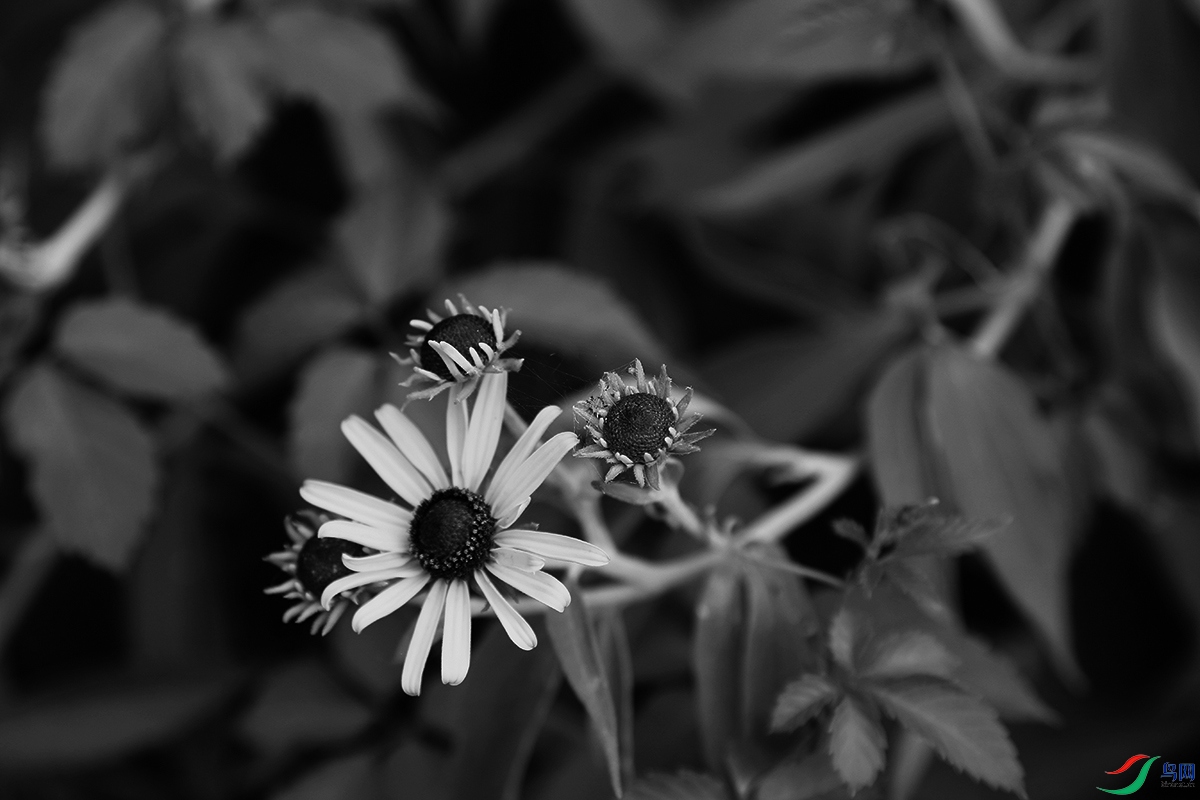IMG_2021.jpg