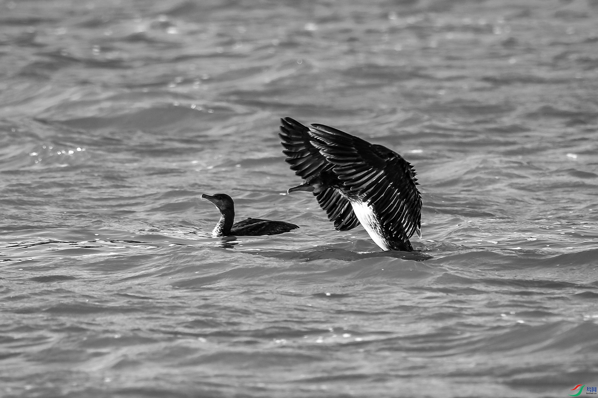 _DSC31380.jpg