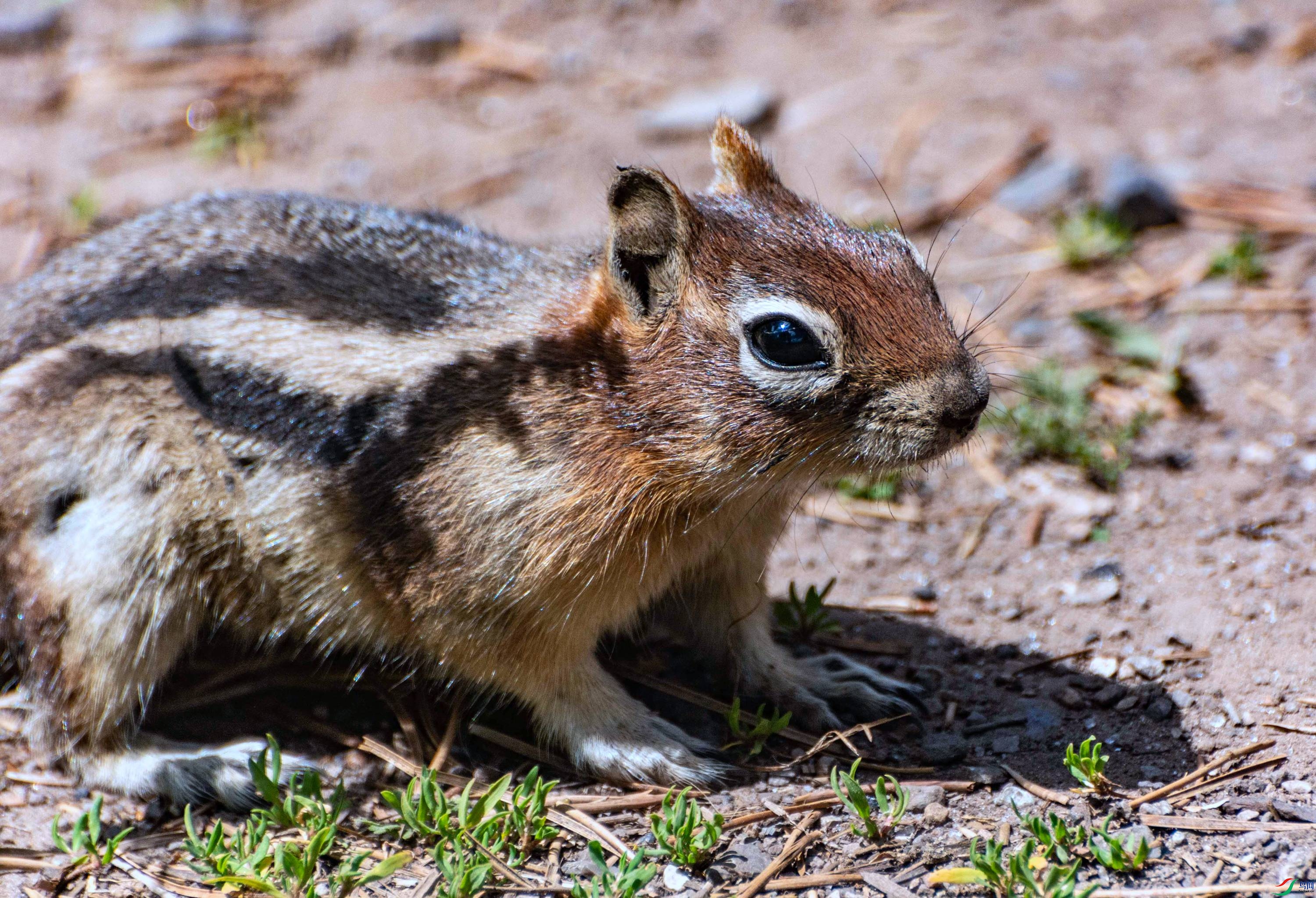 DSC_8485 ����.jpg