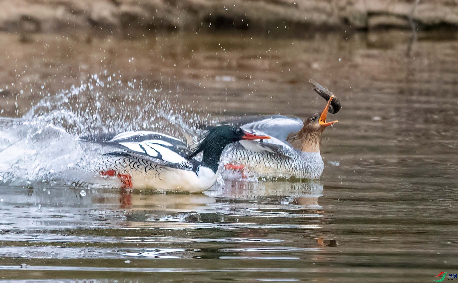 DSC_6262 ����.jpg