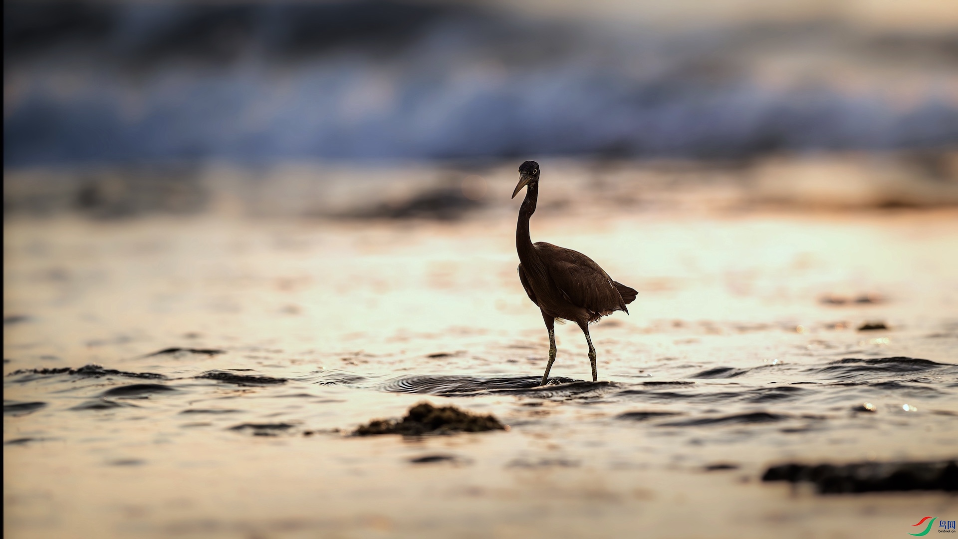 1_XXL8195-����ǿ-NR ����.jpg