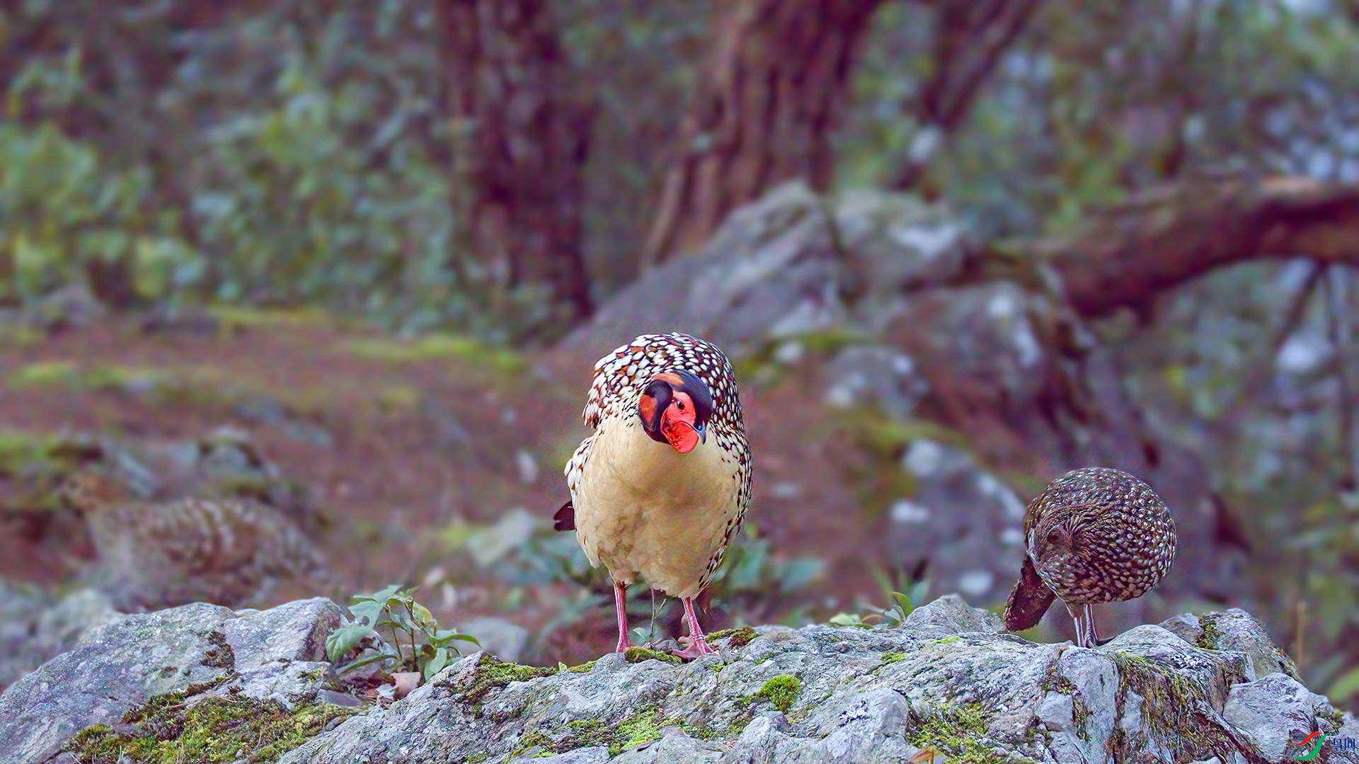 407A3364-SharpenAI-focus ����--1  .jpg