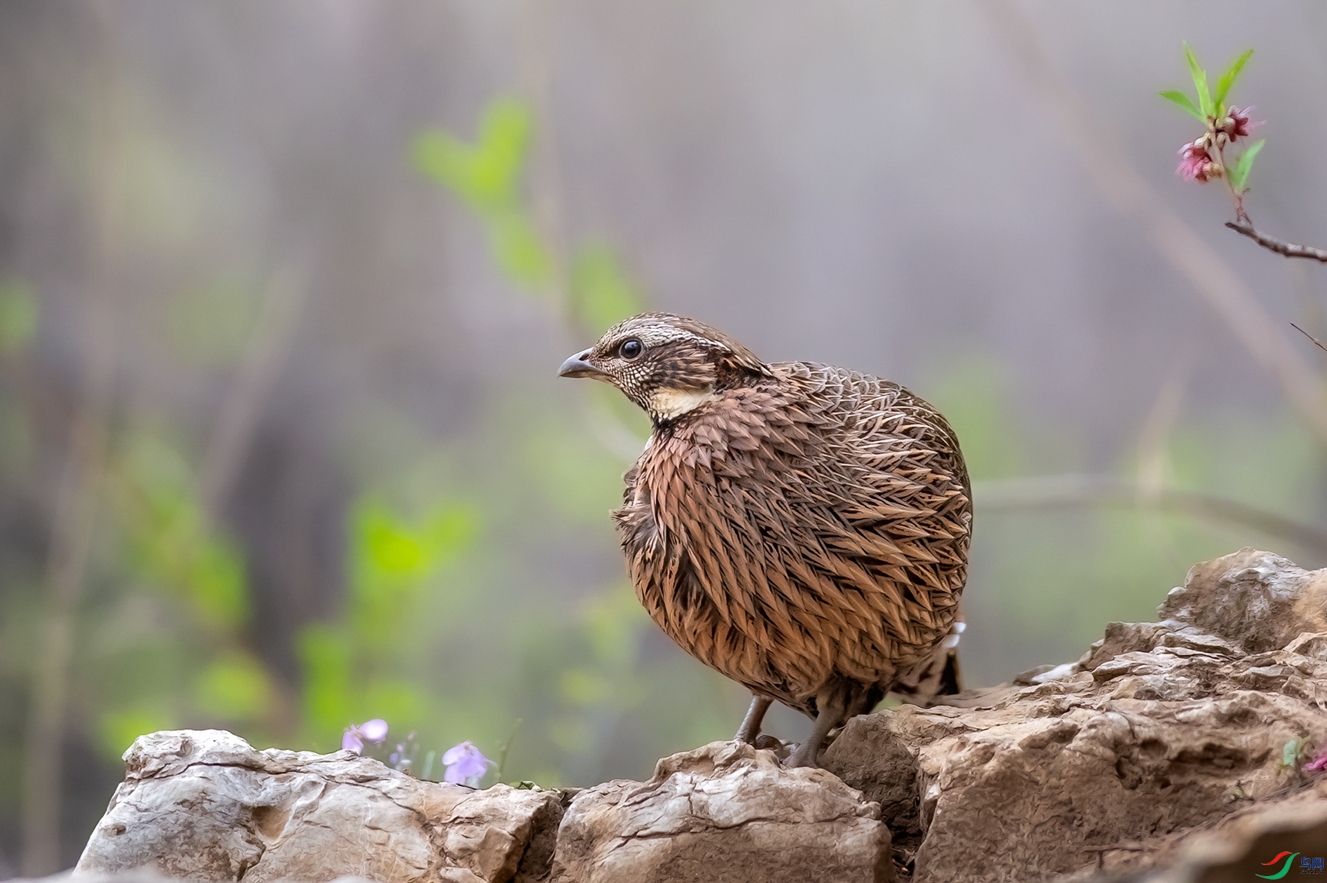 DSC_7770-1.jpg