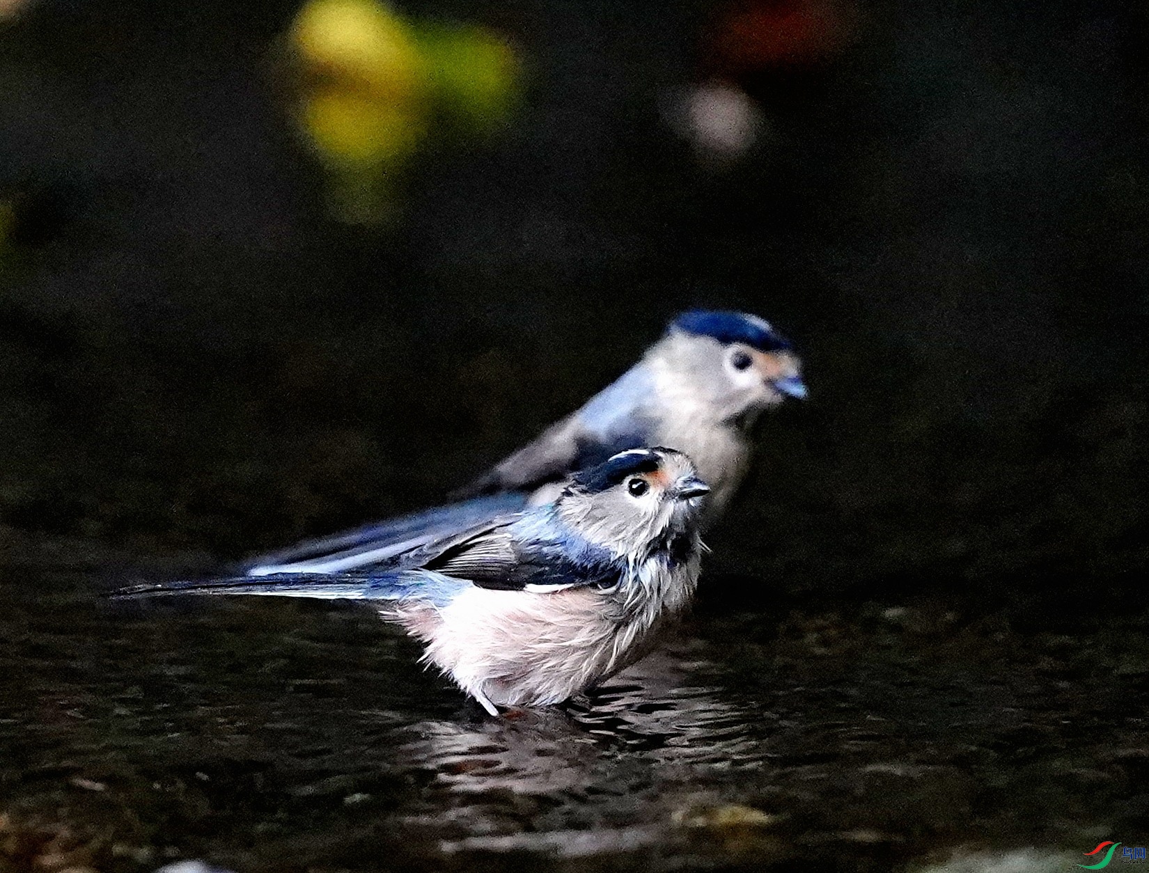 DSC08527.JPG