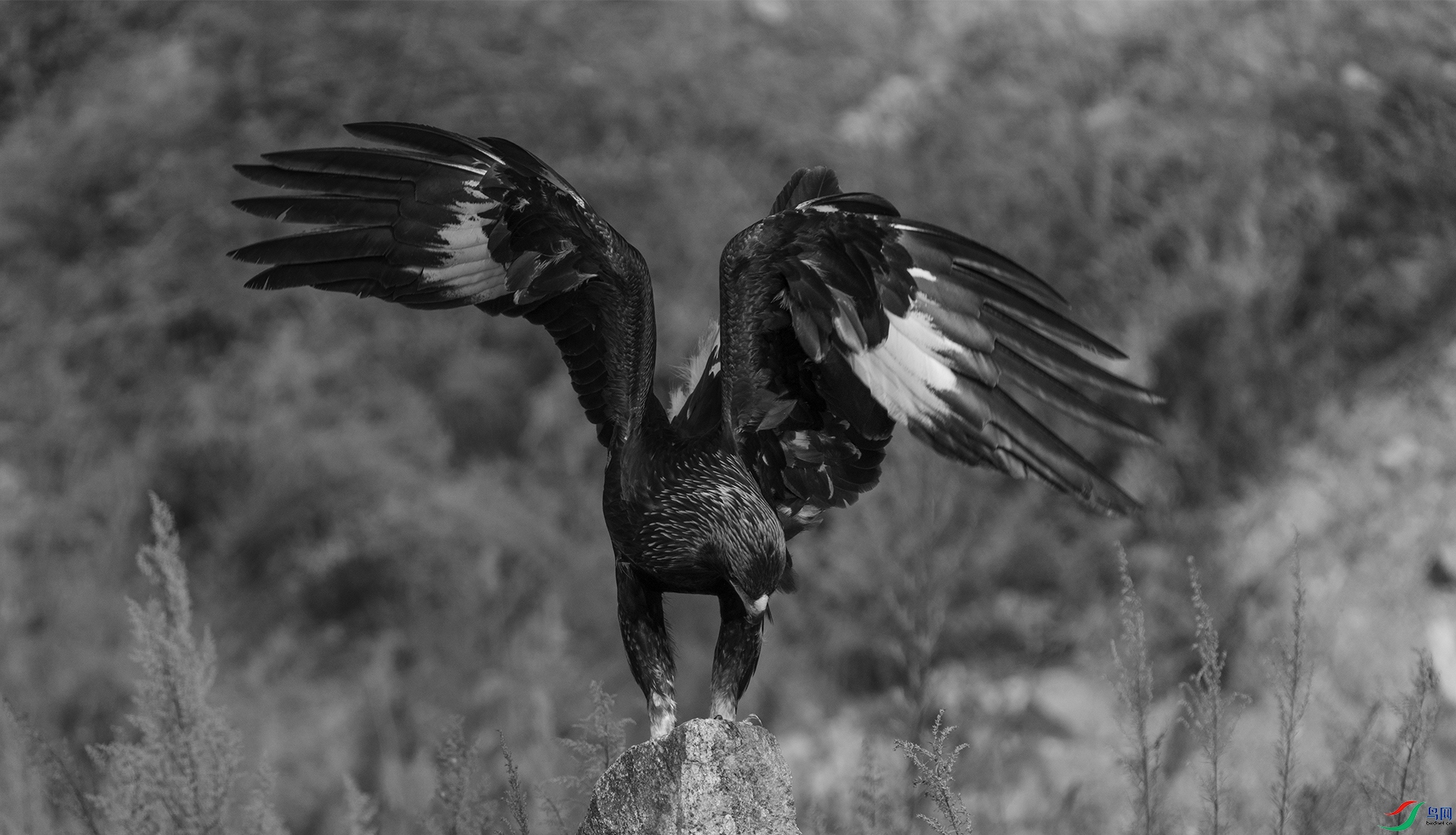 DSC06026 ����.jpg