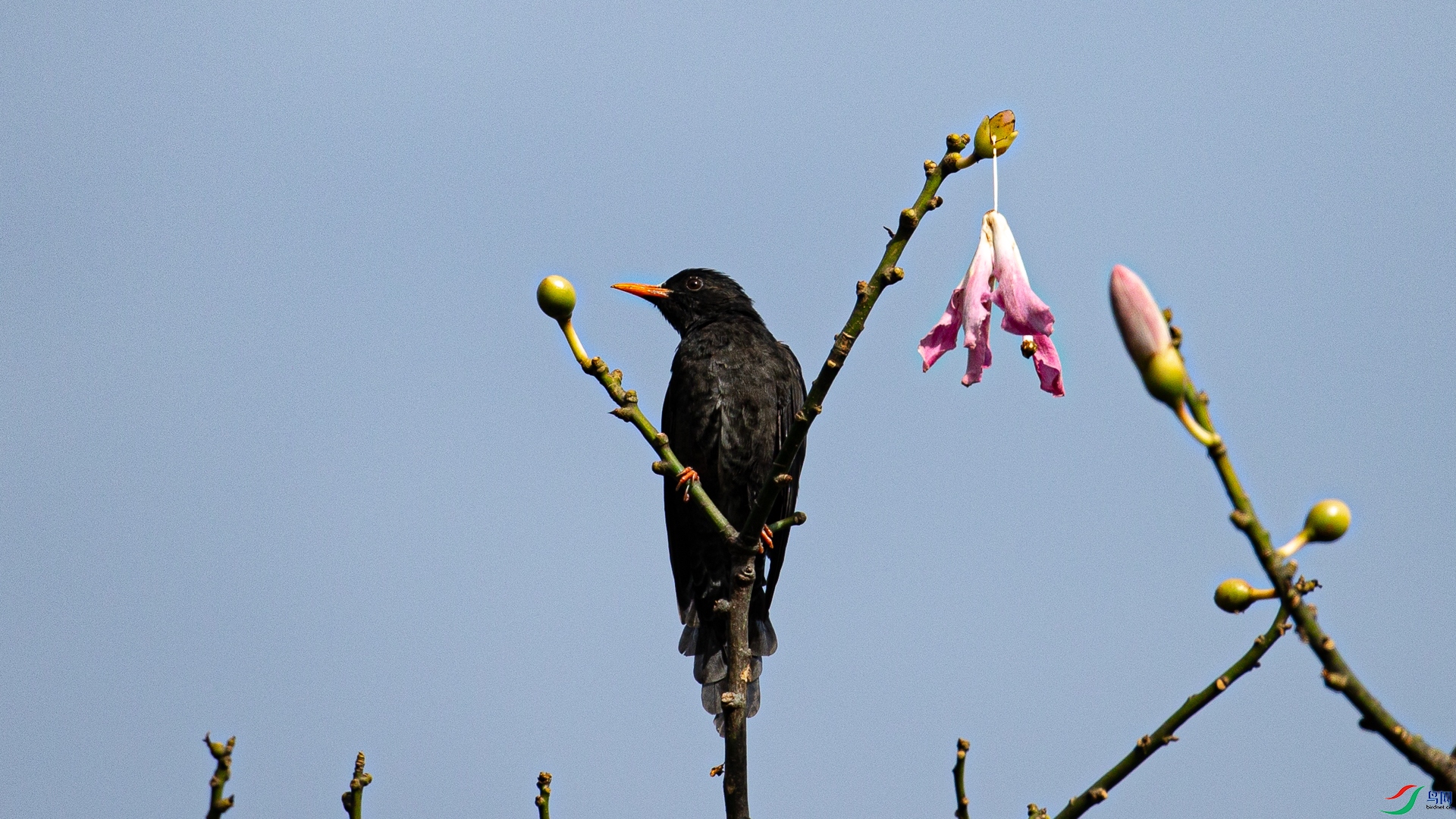 ���ʲк�����С