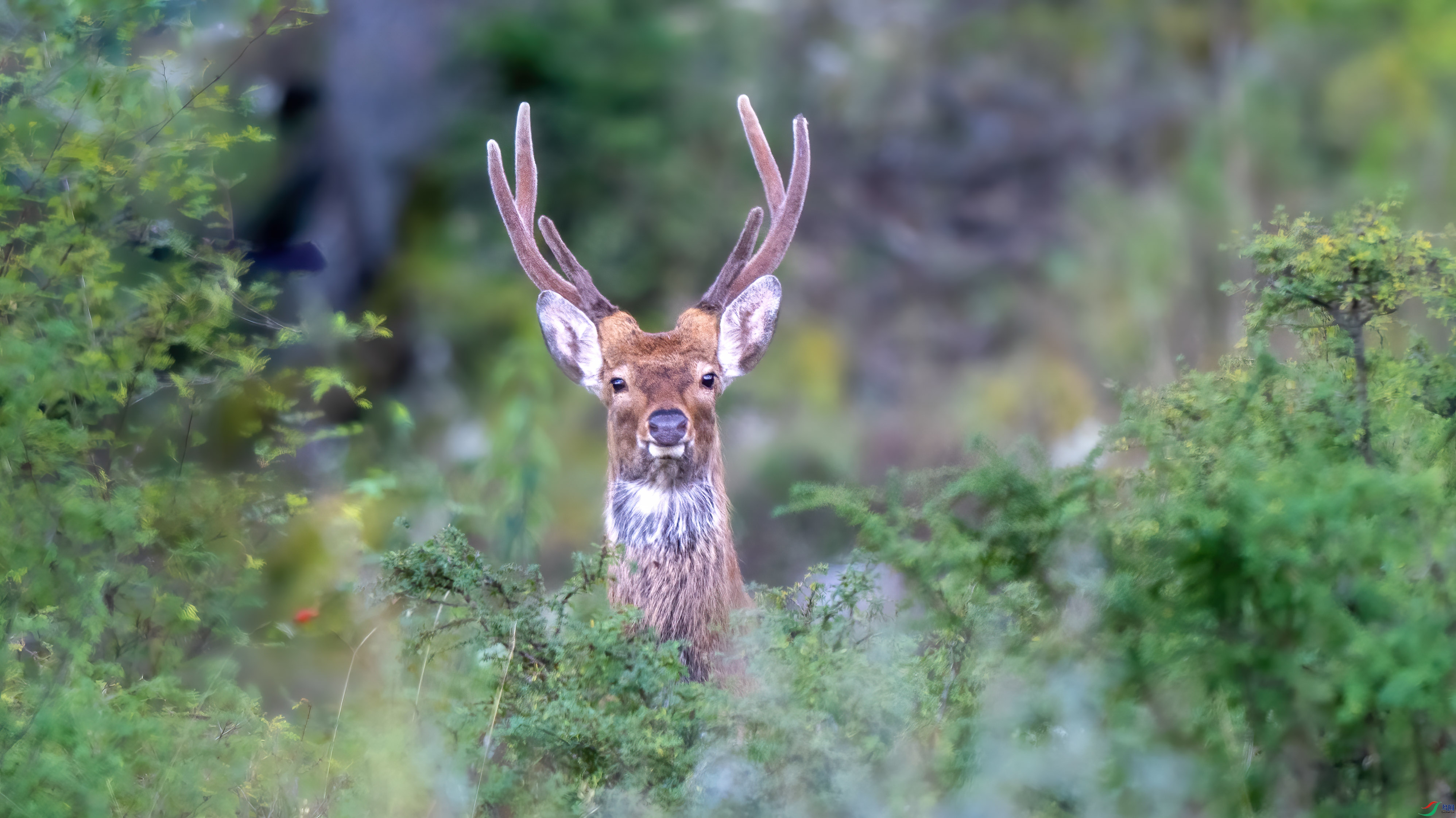 DSC_2430_1.jpg