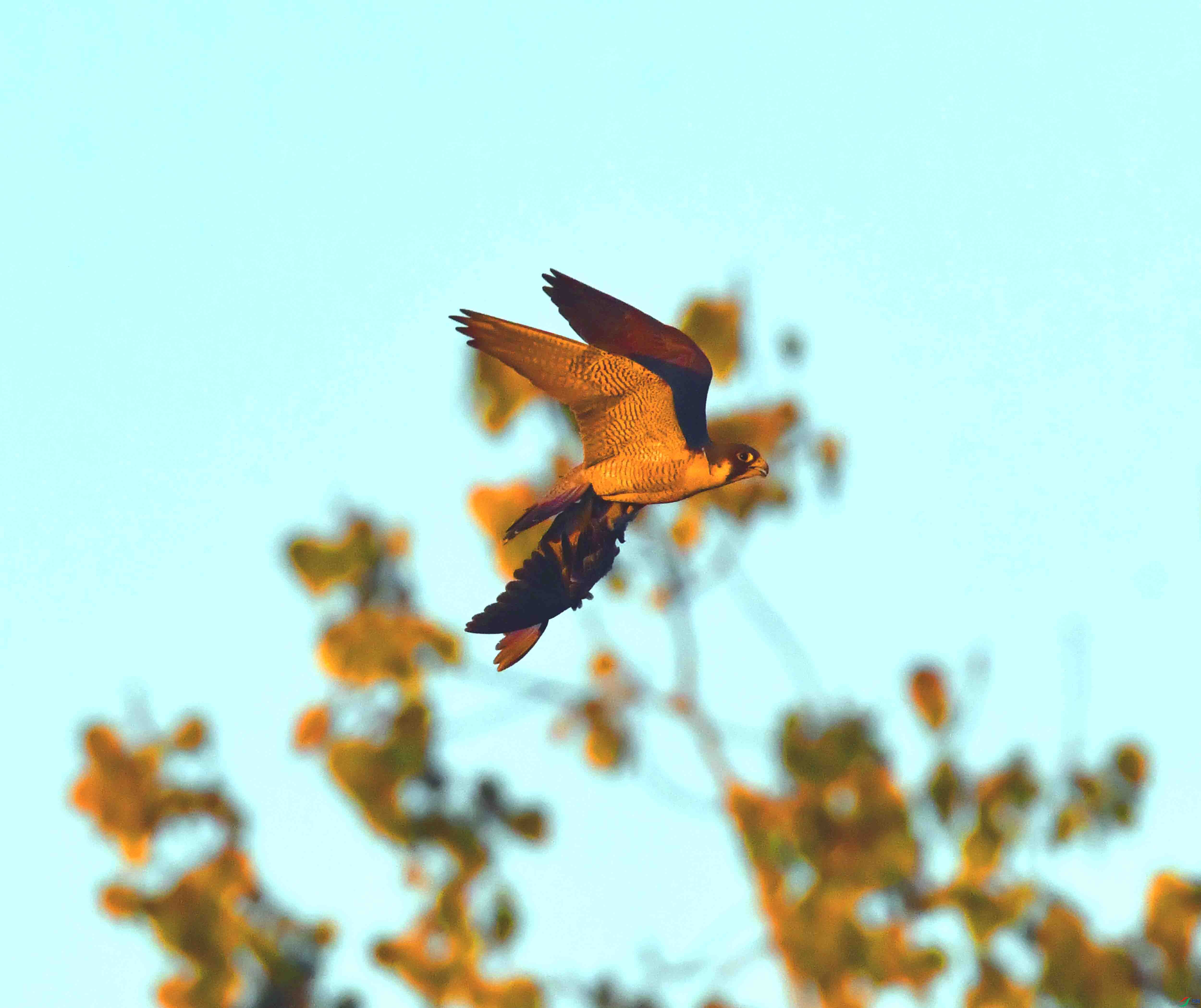 DSC_3933.JPG