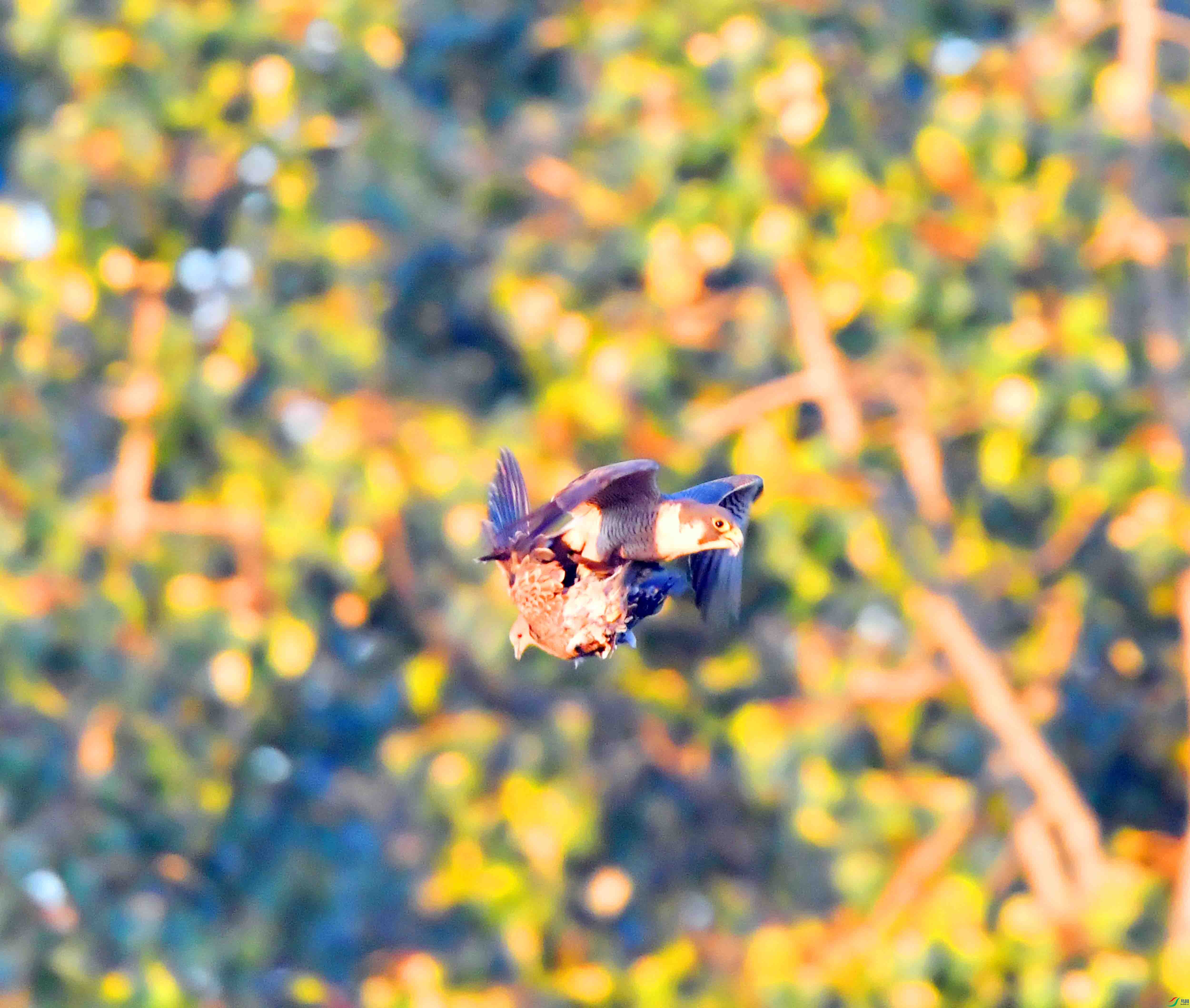 DSC_3935.JPG
