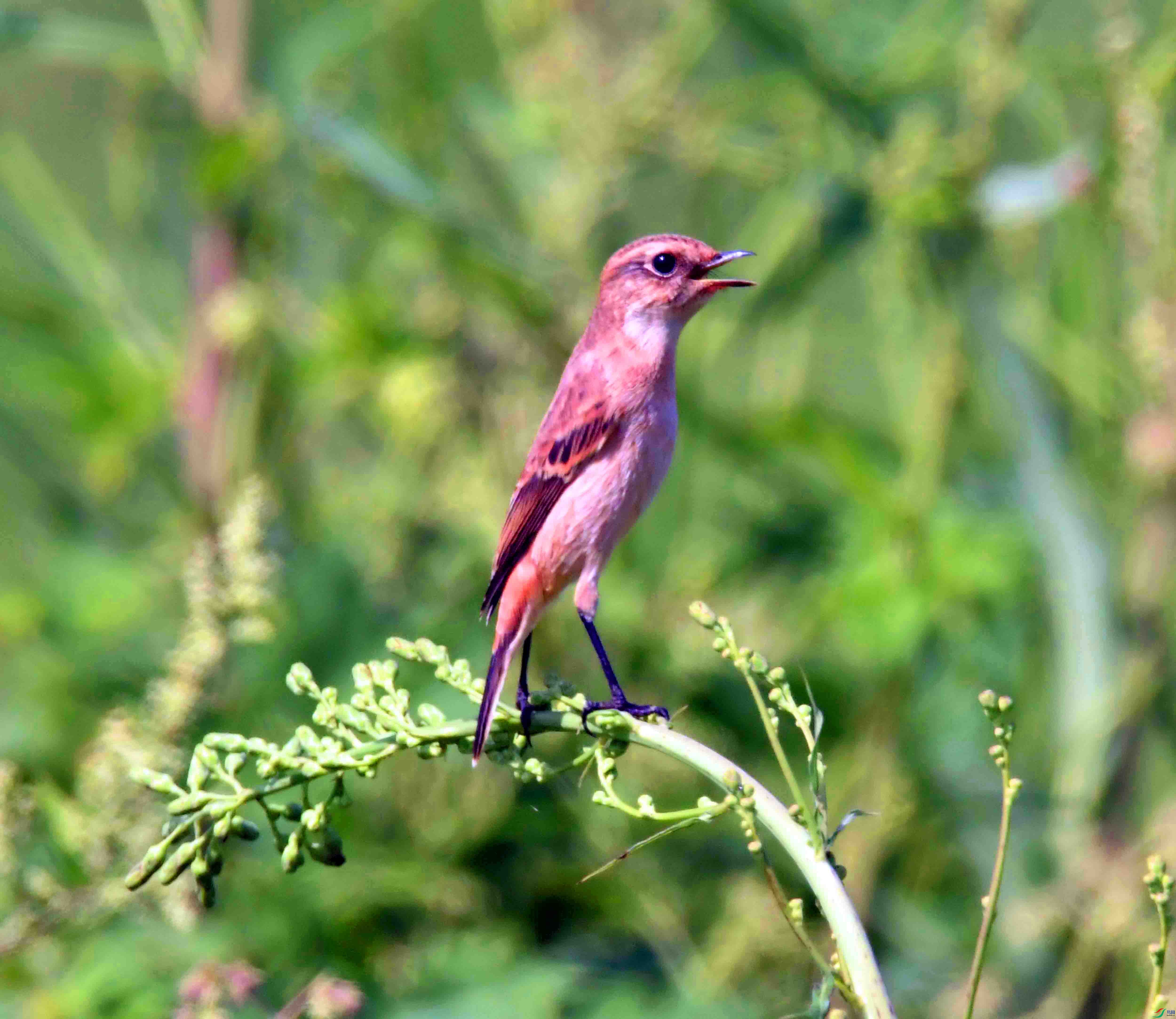 DSC_9553.JPG