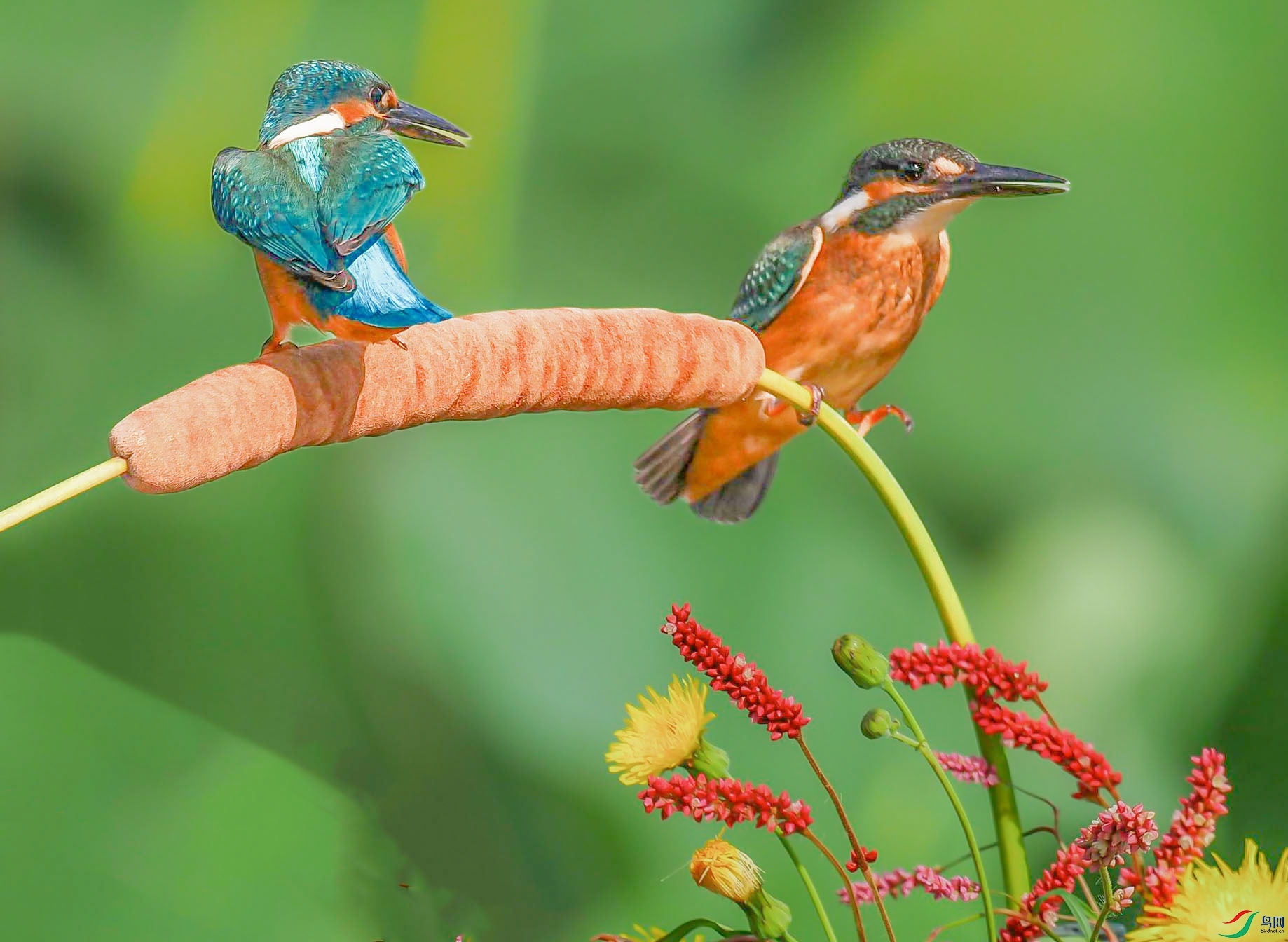 P9130062---���� ����.jpg