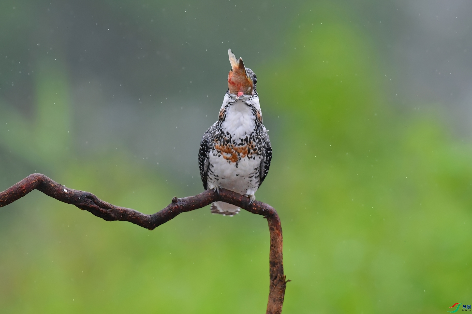 DSC_4727_DxOa.jpg