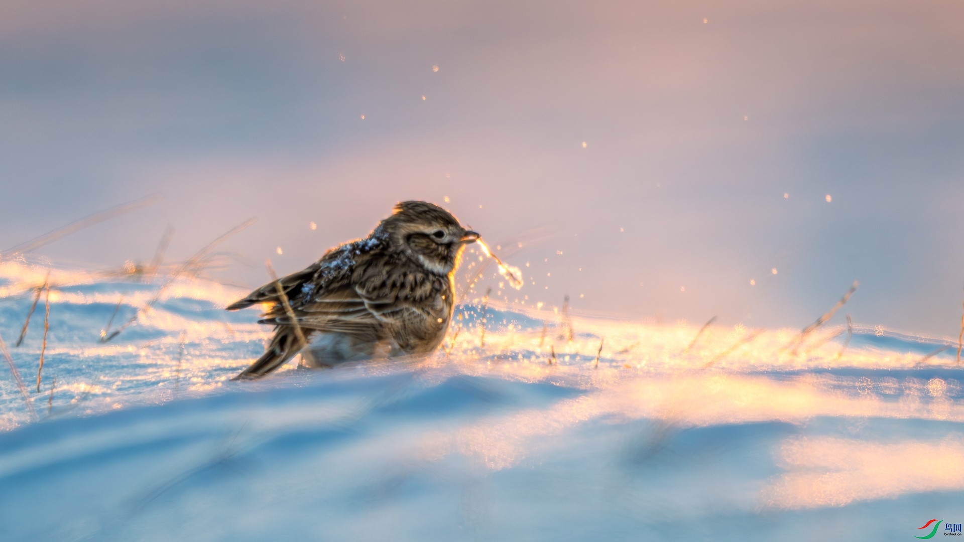 1_DSC8773-����ǿ-NR ����.jpeg